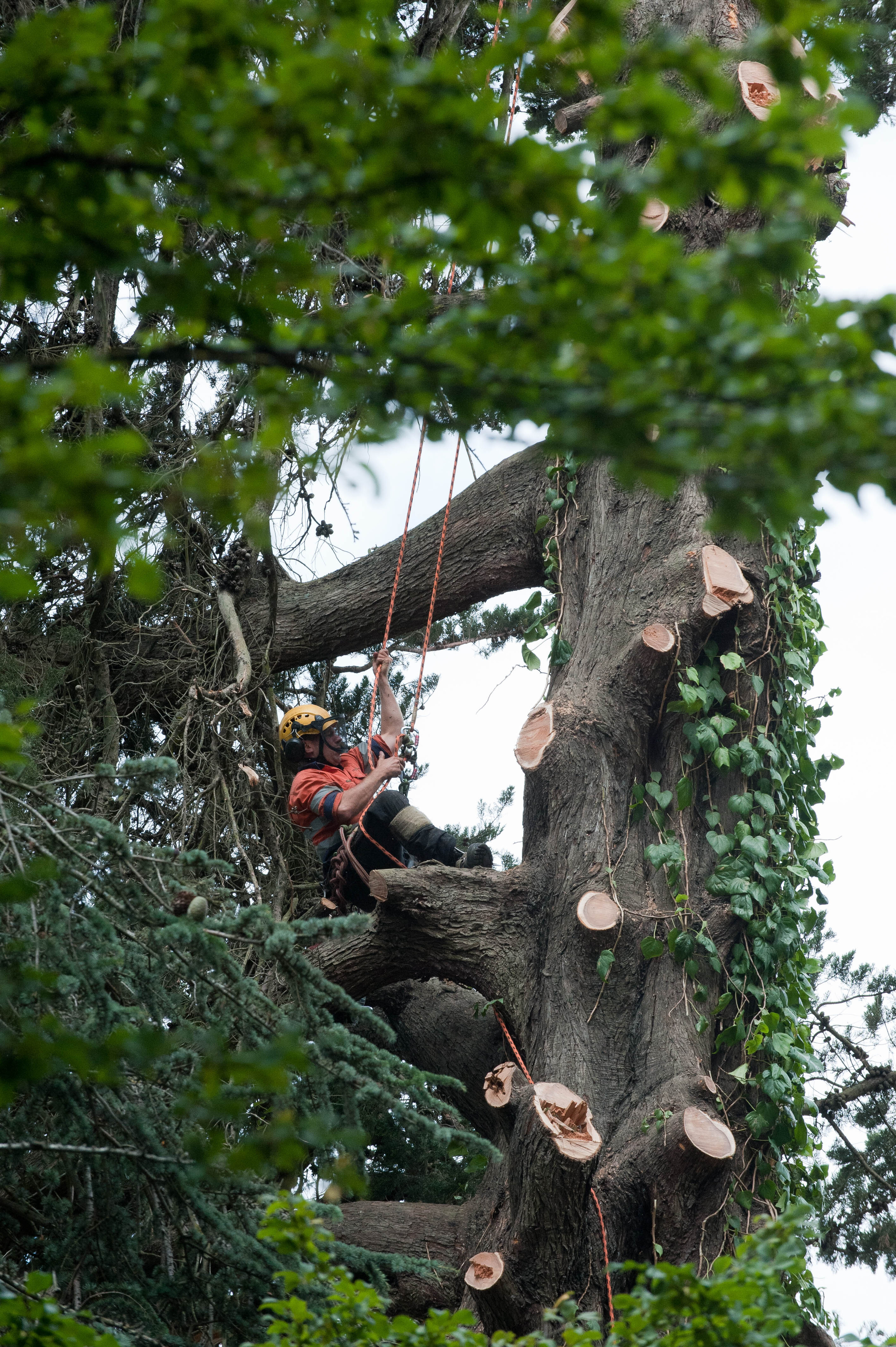 Hilgendorf Redevelopment 118