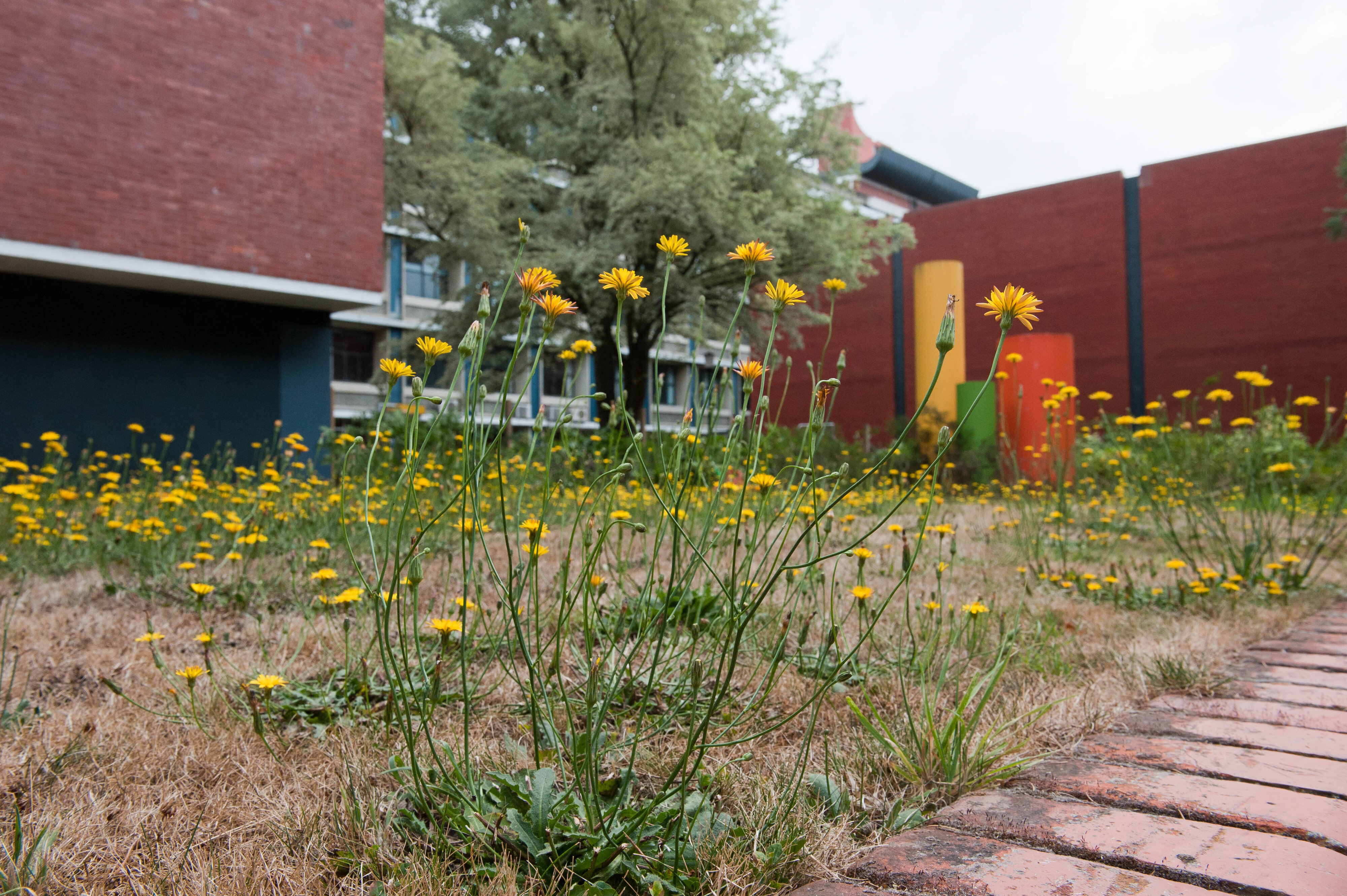 Hilgendorf Redevelopment 131