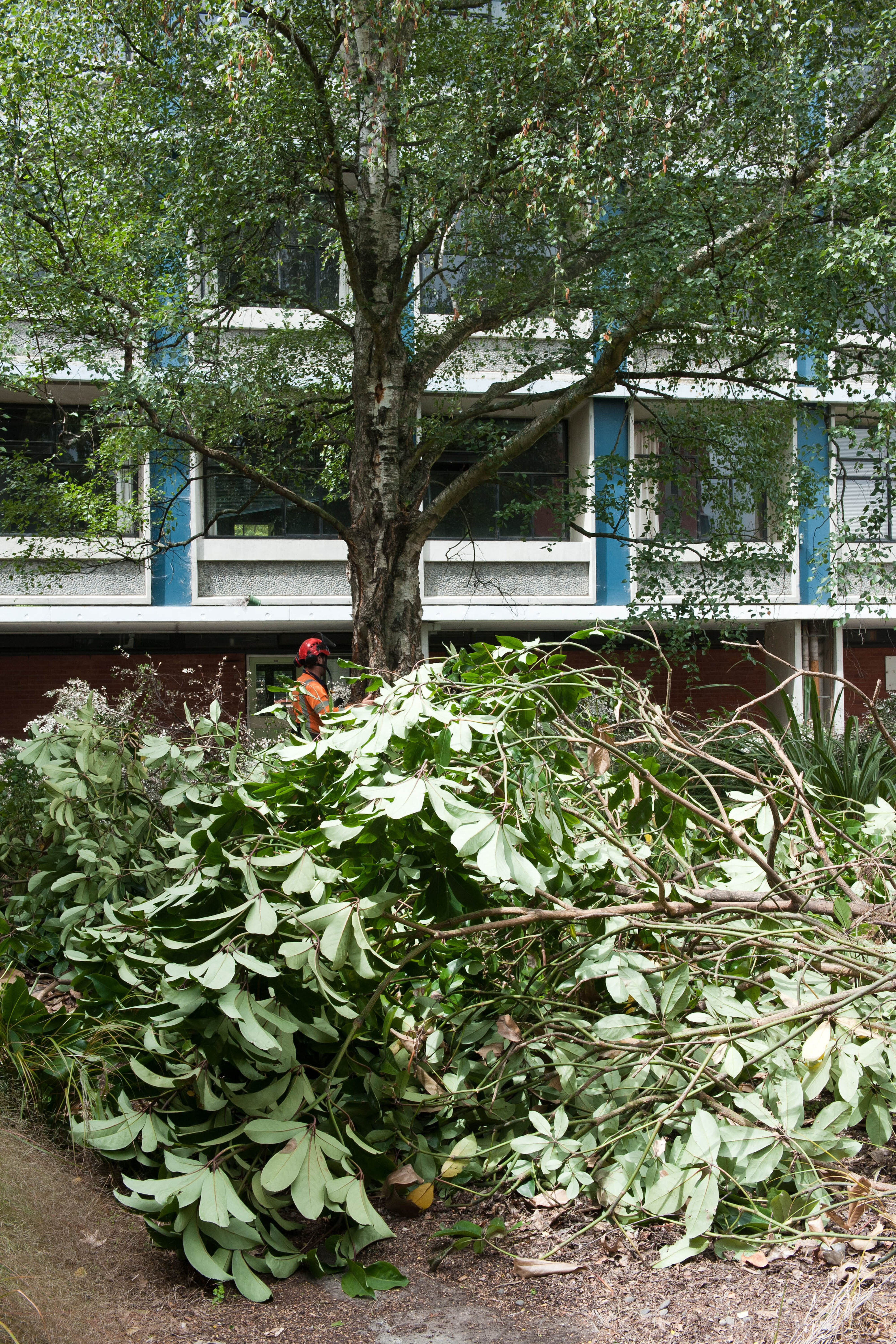 Hilgendorf Redevelopment 140