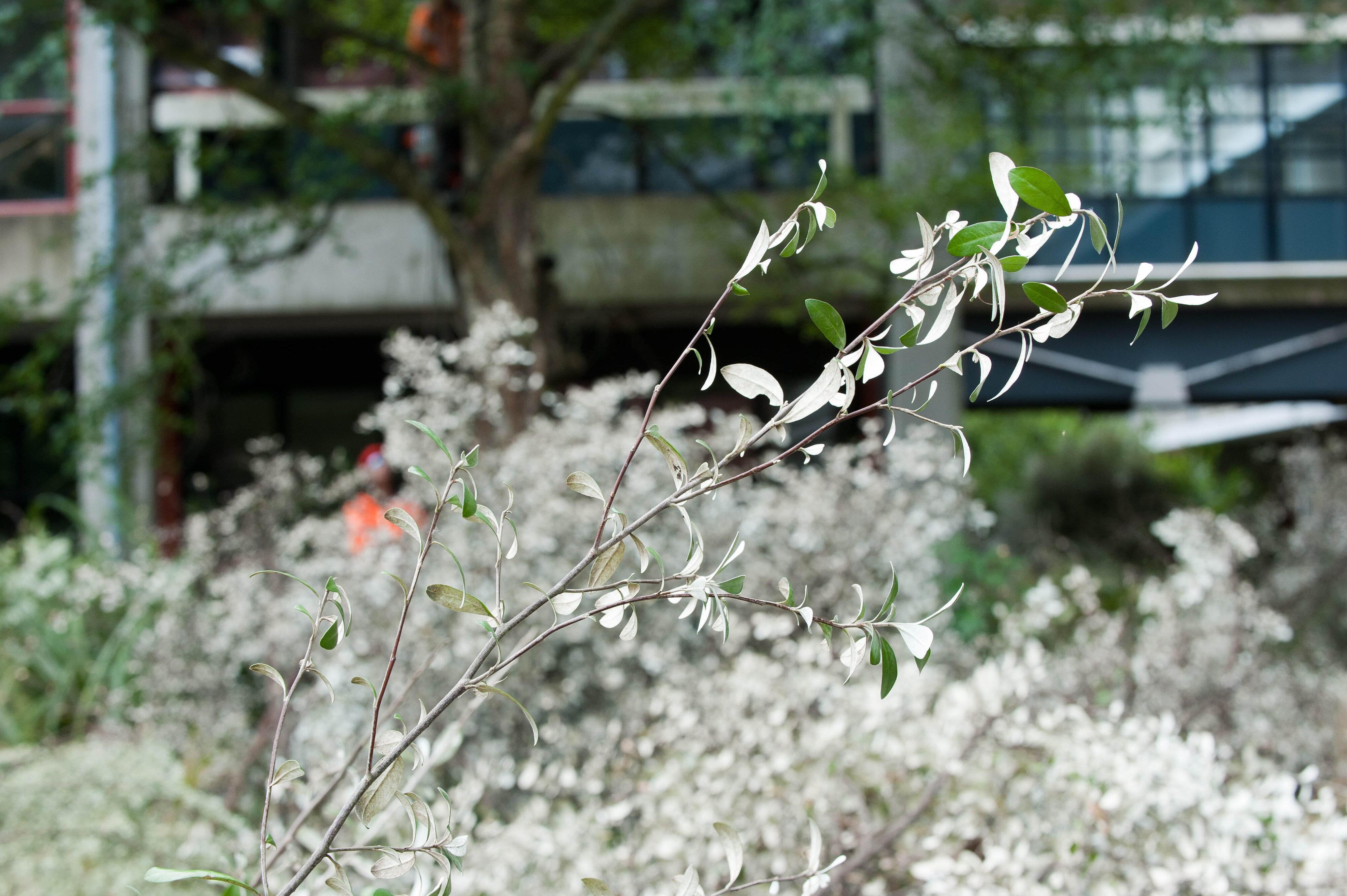 Hilgendorf Redevelopment 154