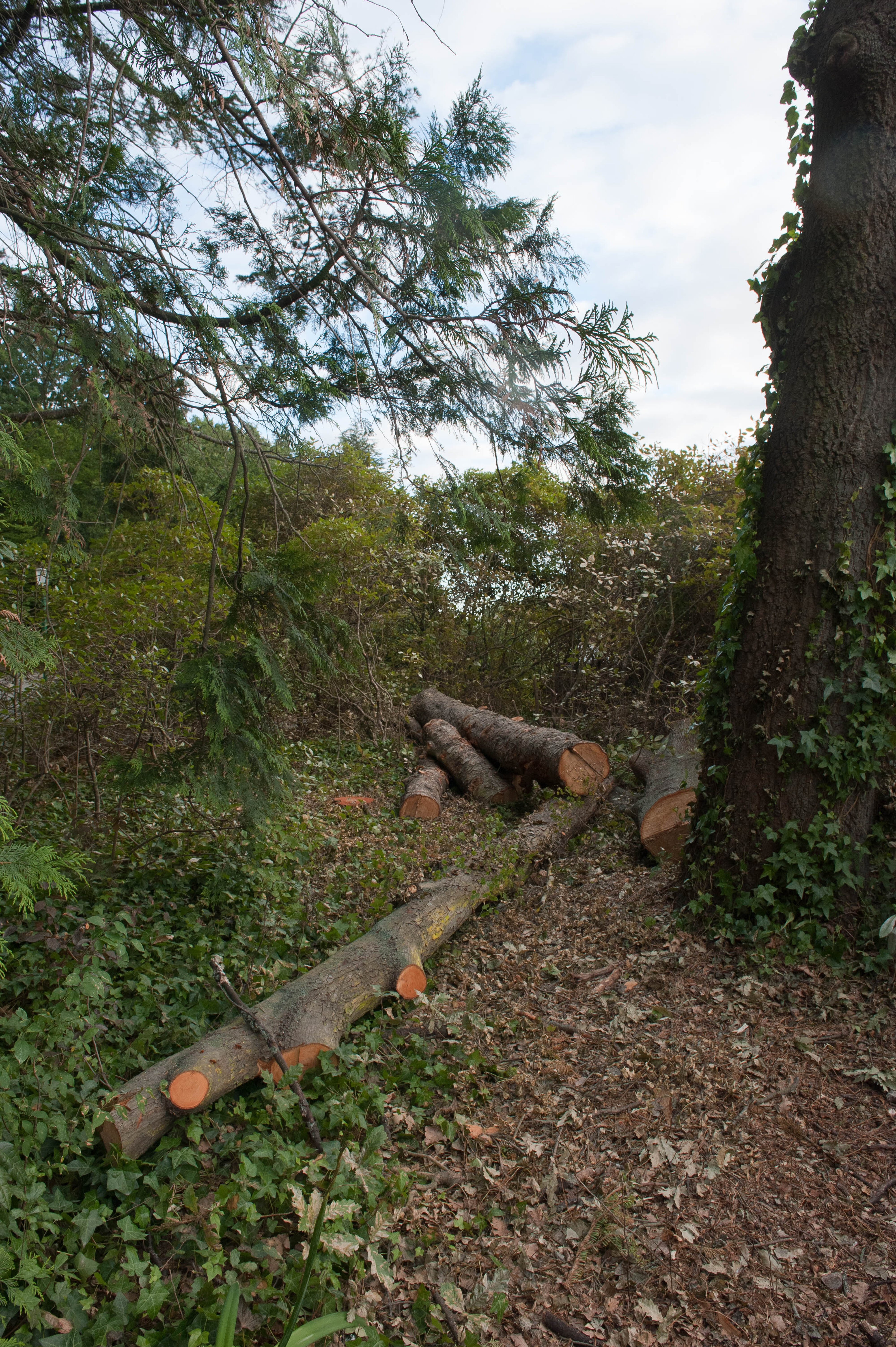 Hilgendorf Redevelopment 175