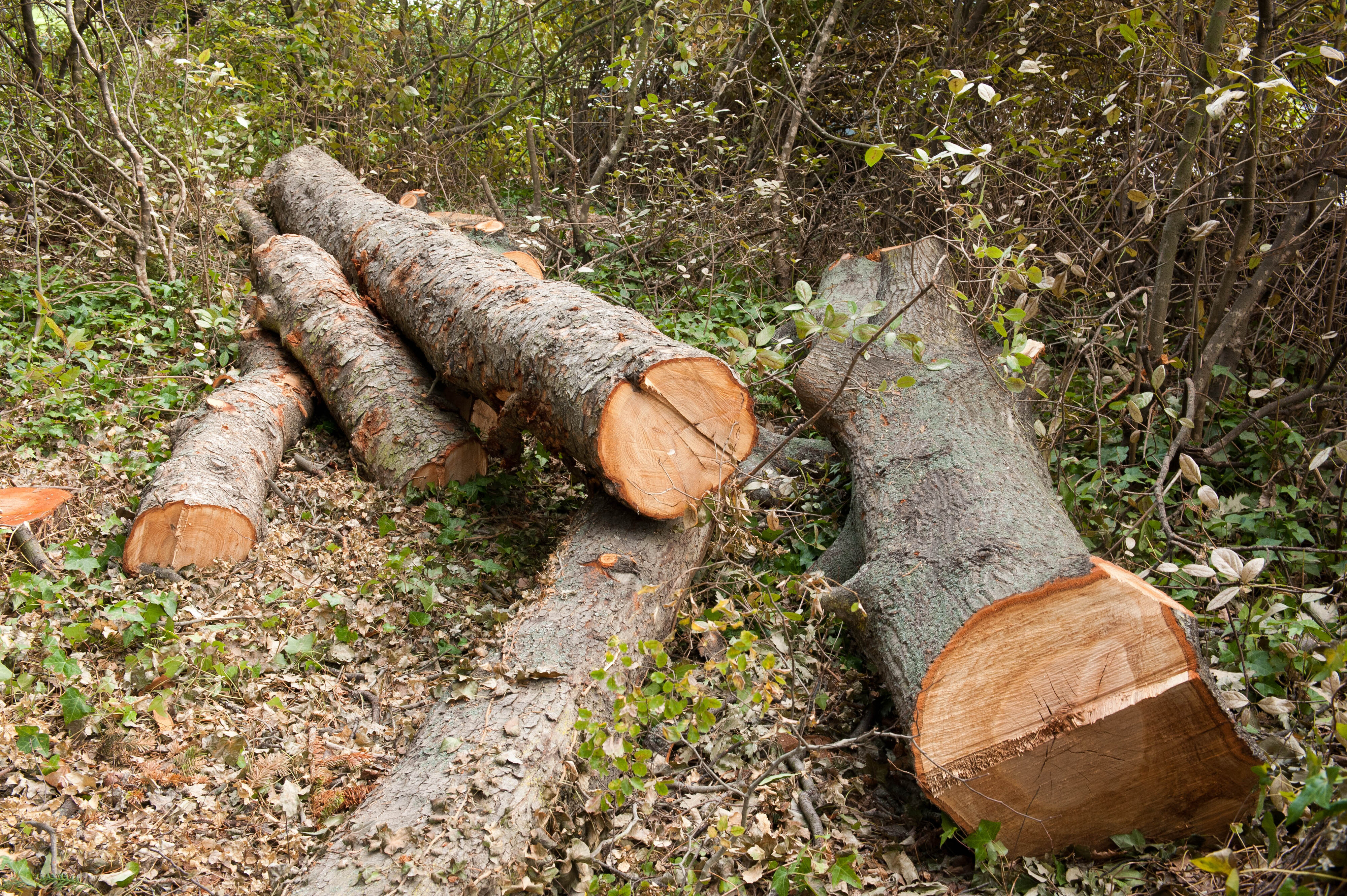 Hilgendorf Redevelopment 176