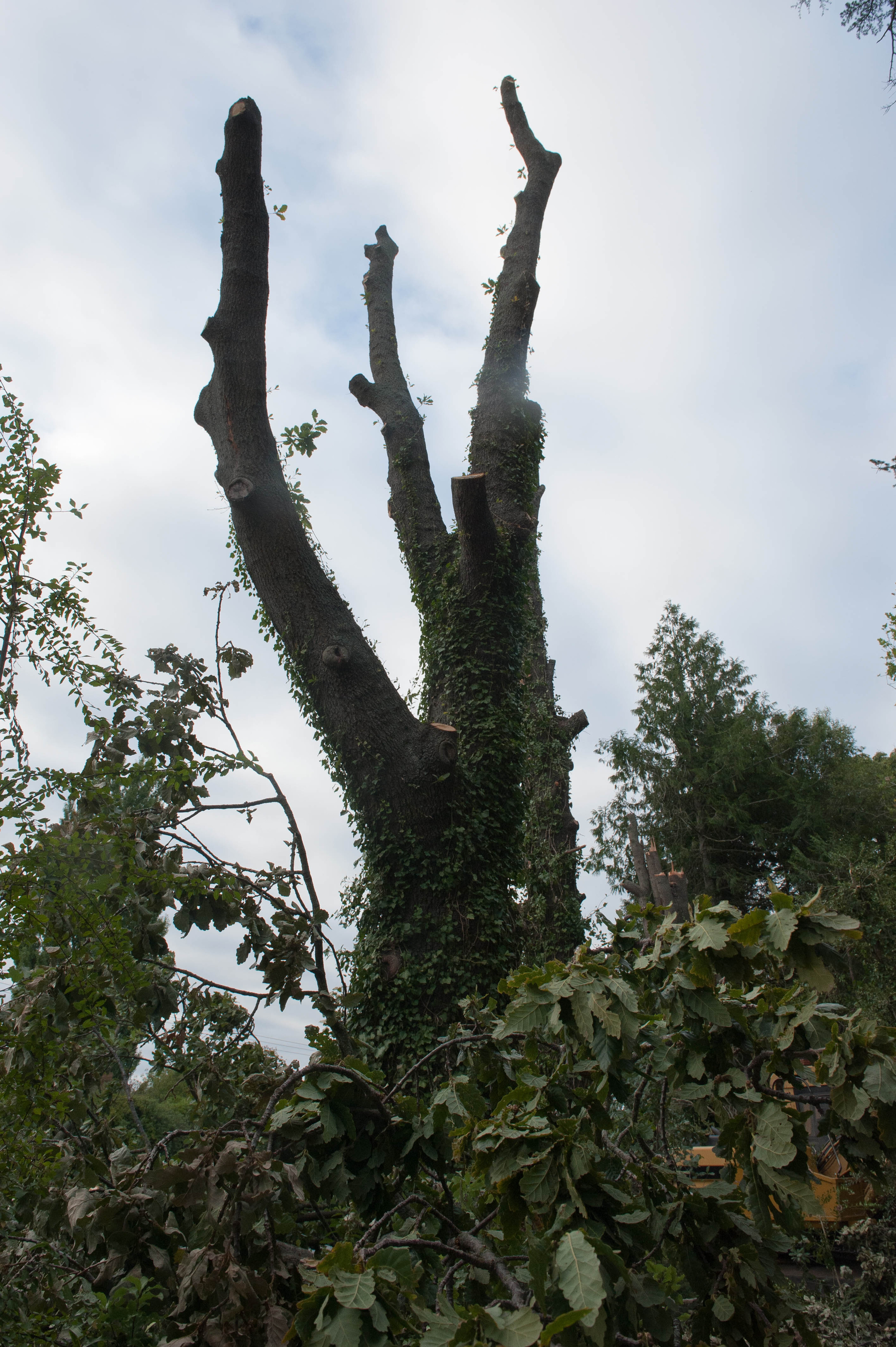 Hilgendorf Redevelopment 185