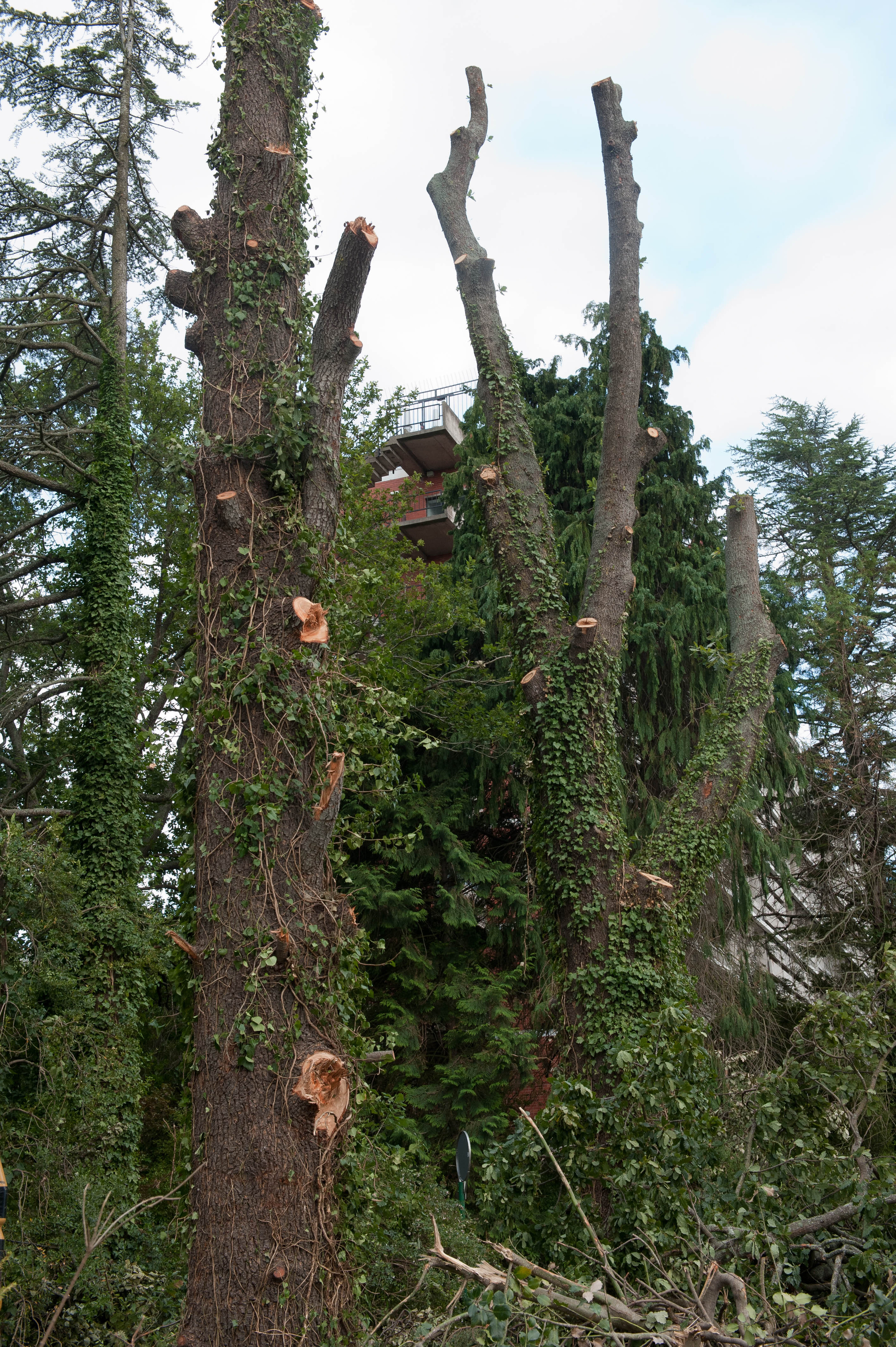 Hilgendorf Redevelopment 191