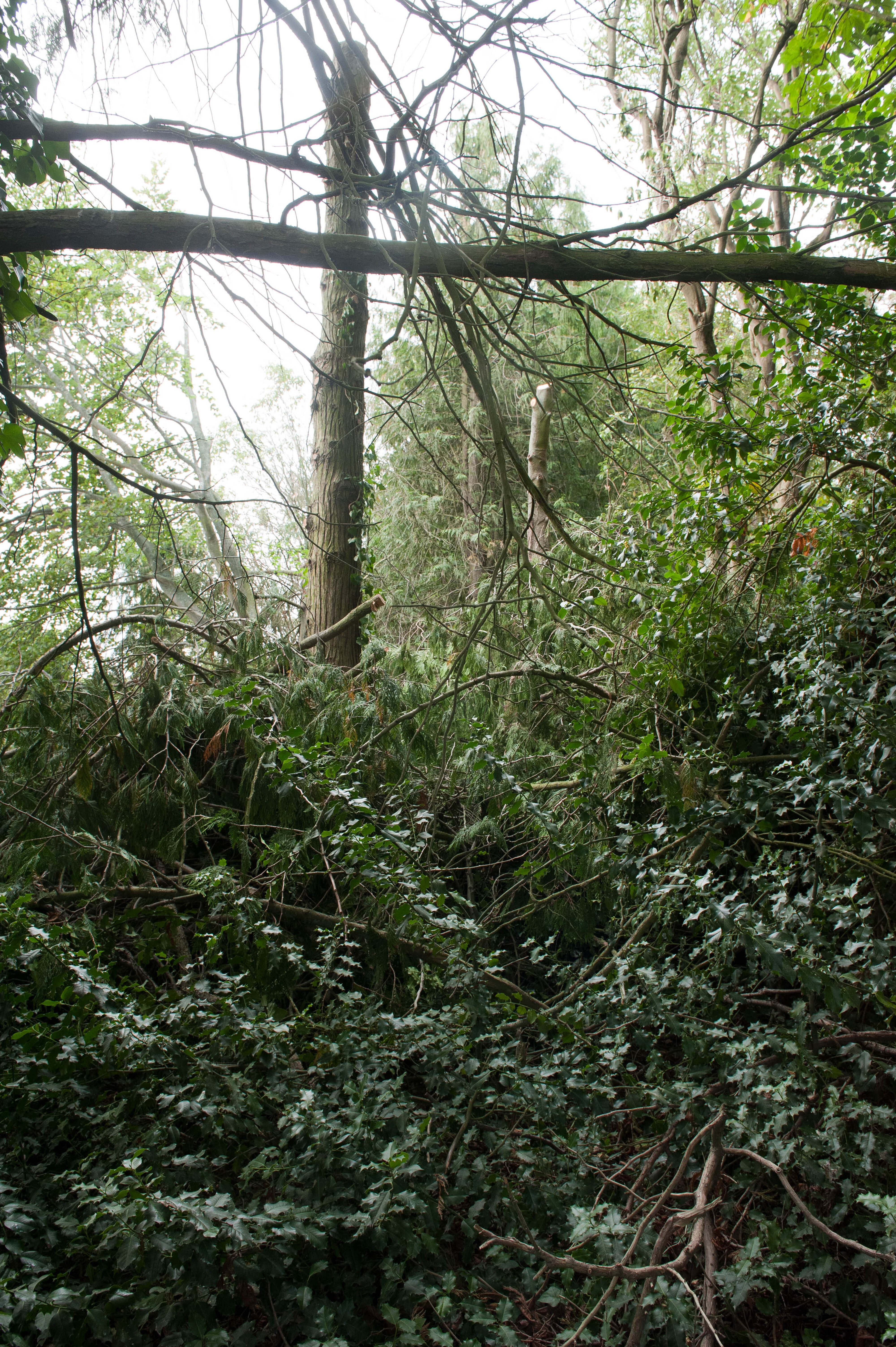 Hilgendorf Redevelopment 195