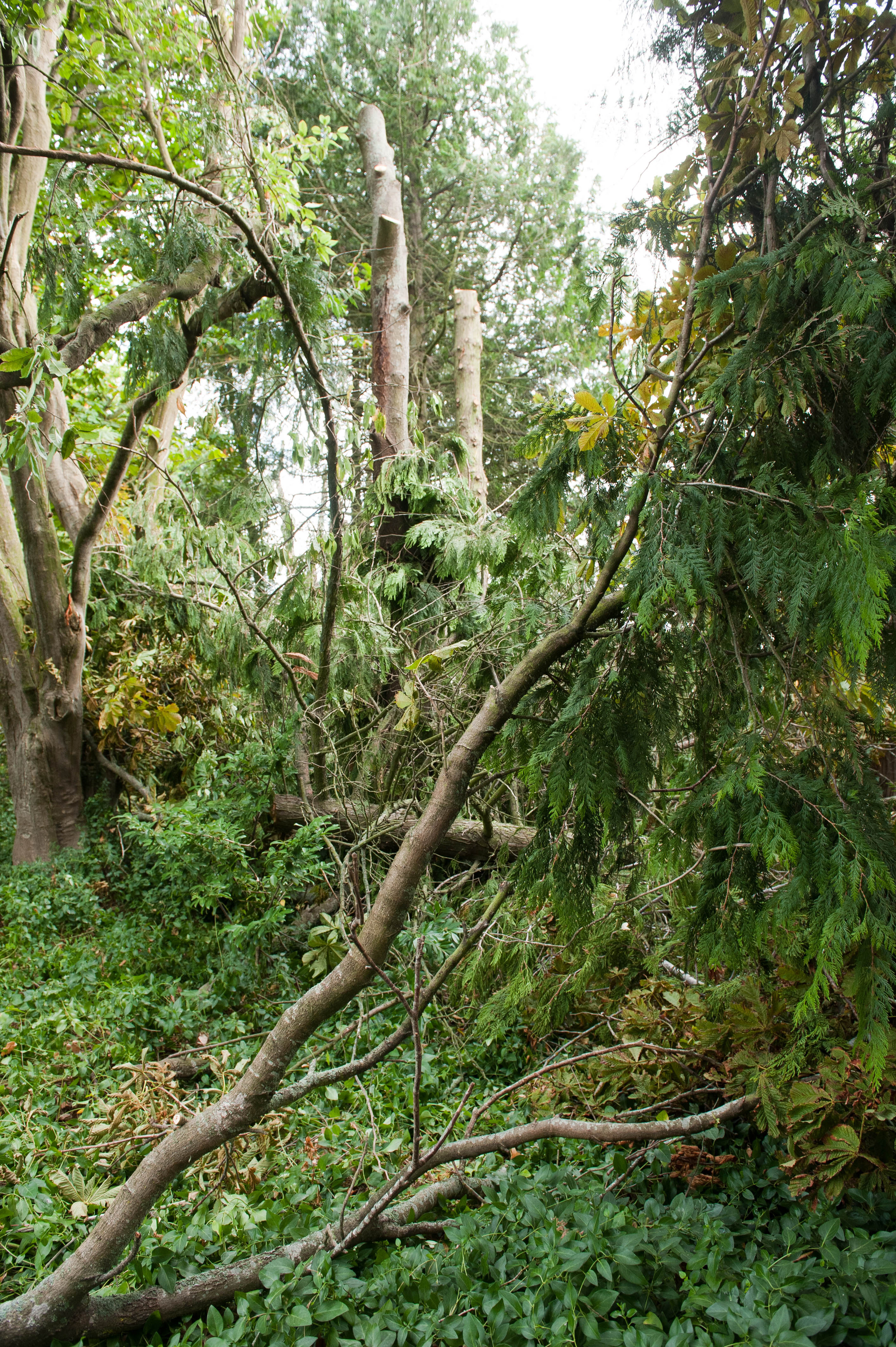 Hilgendorf Redevelopment 196