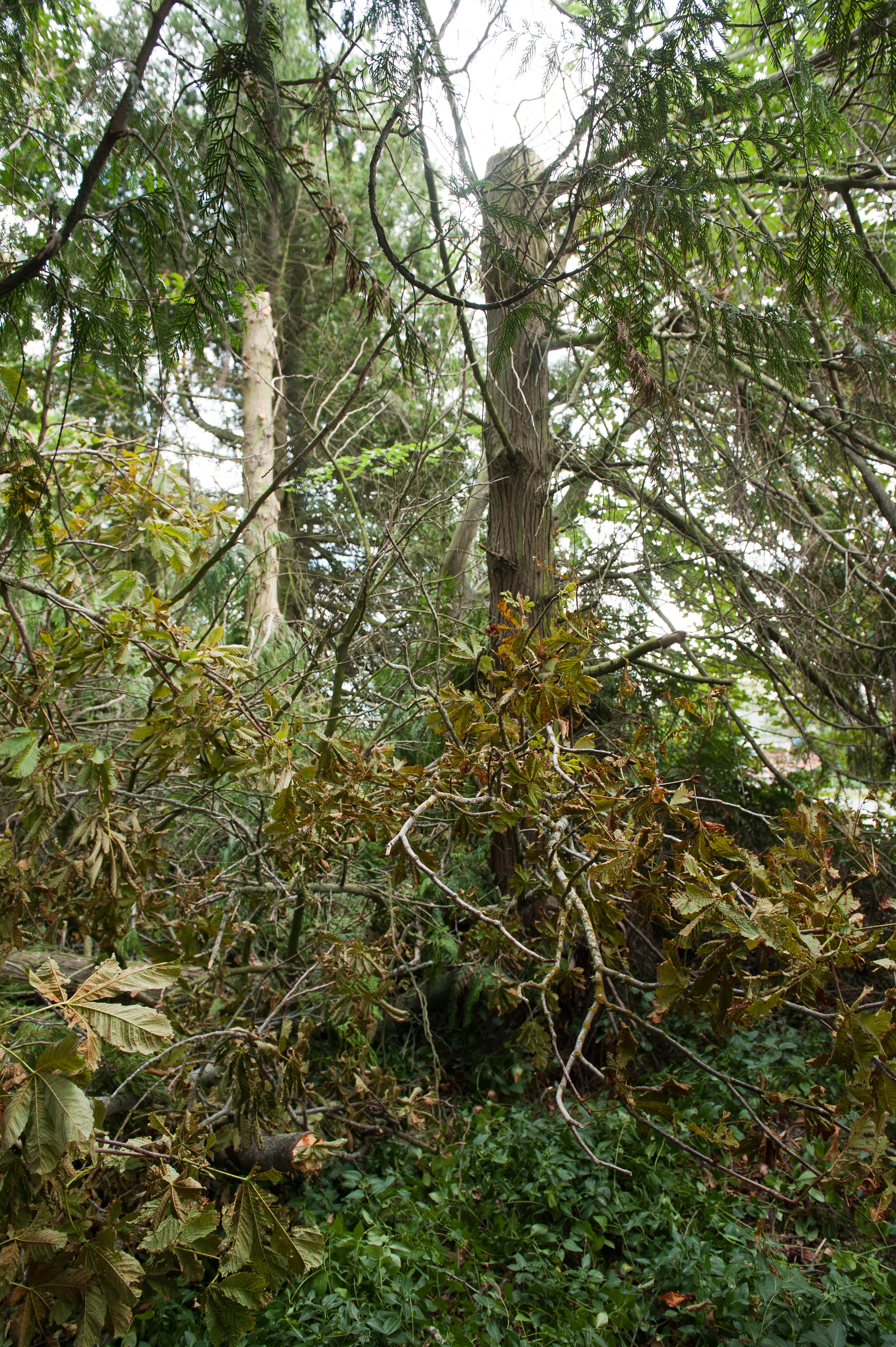 Hilgendorf Redevelopment 197