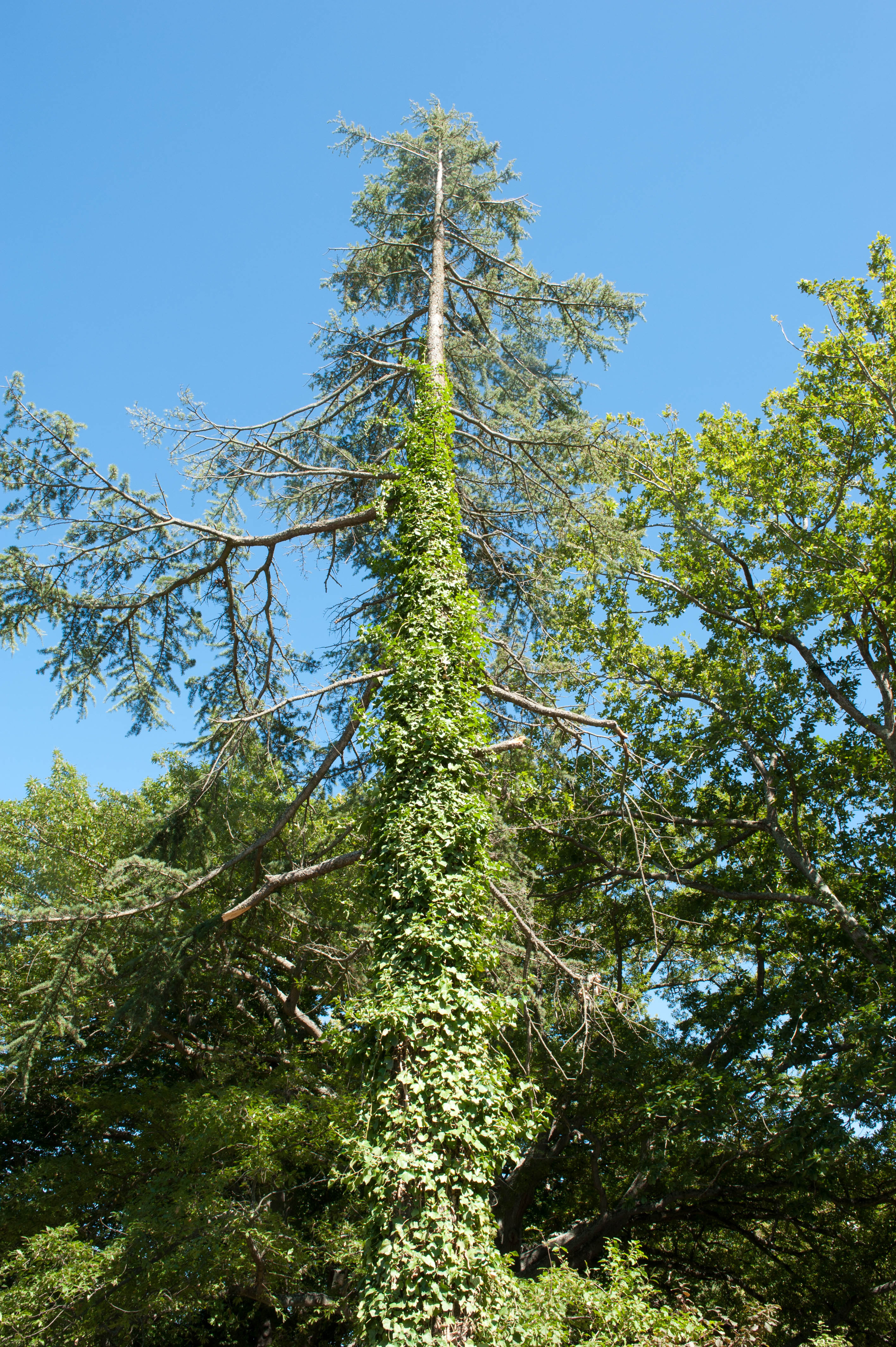 Hilgendorf Redevelopment 204