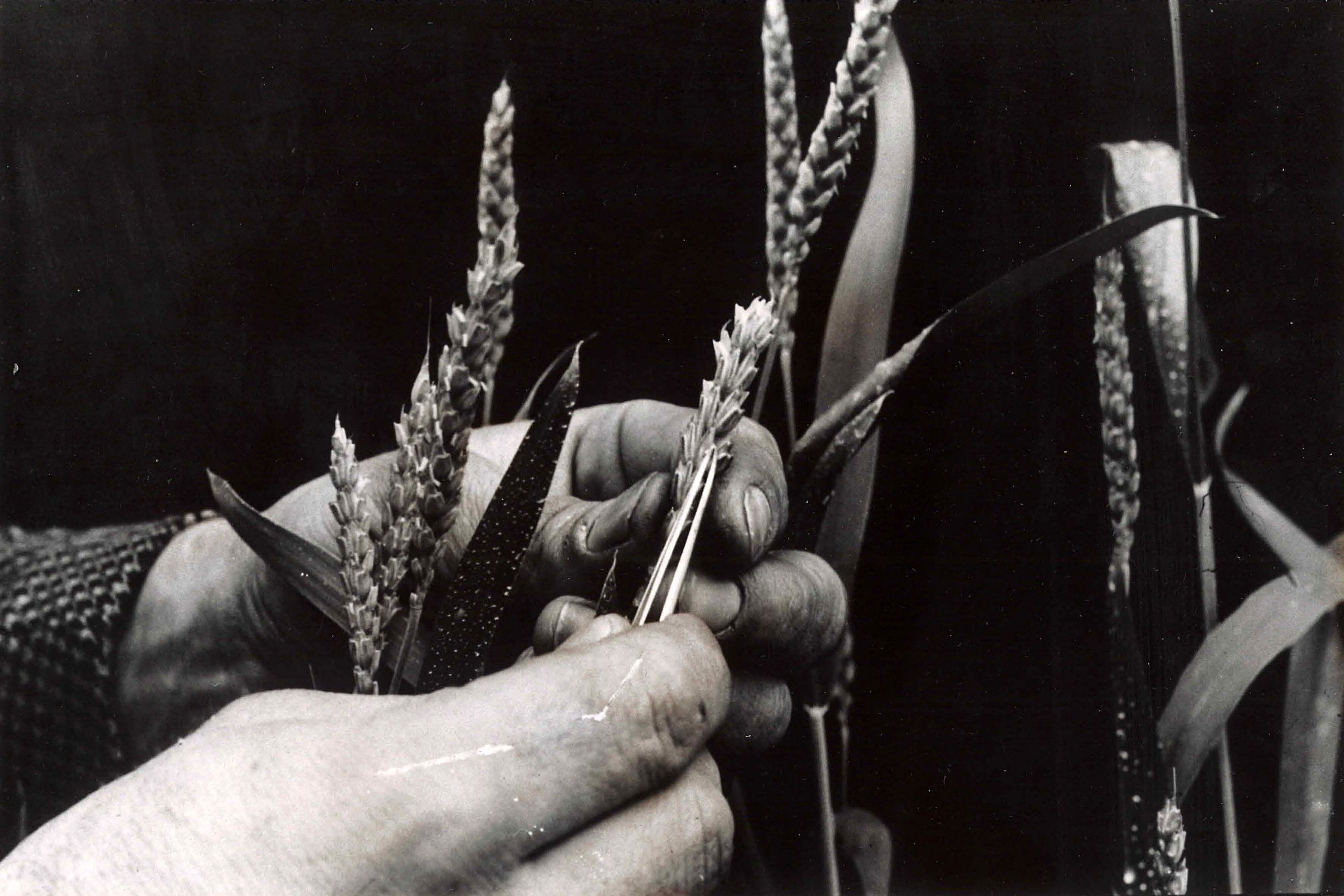 Not Described - Historical Photographs