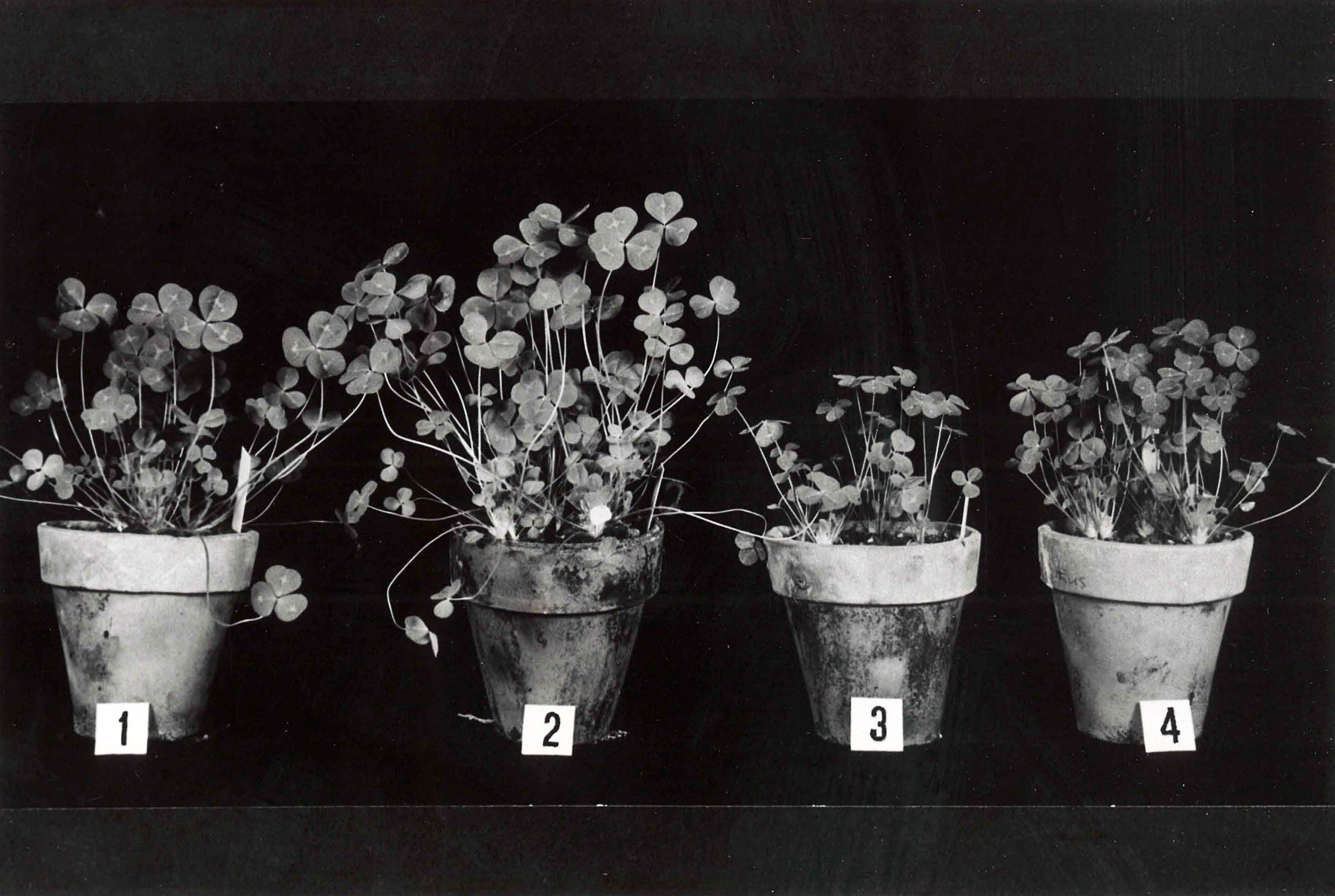 Not Described - Historical Photographs