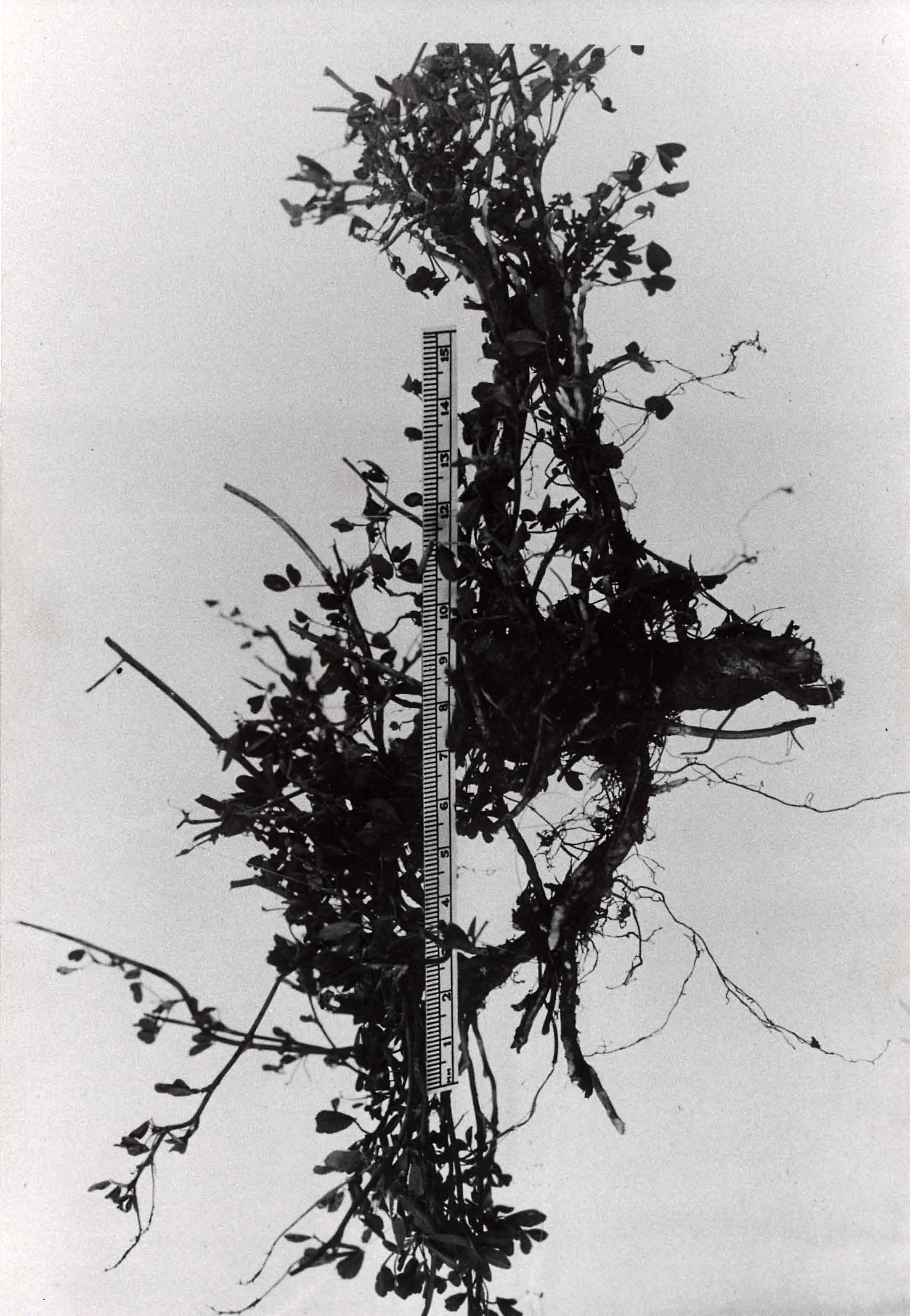 Not Described - Historical Photographs