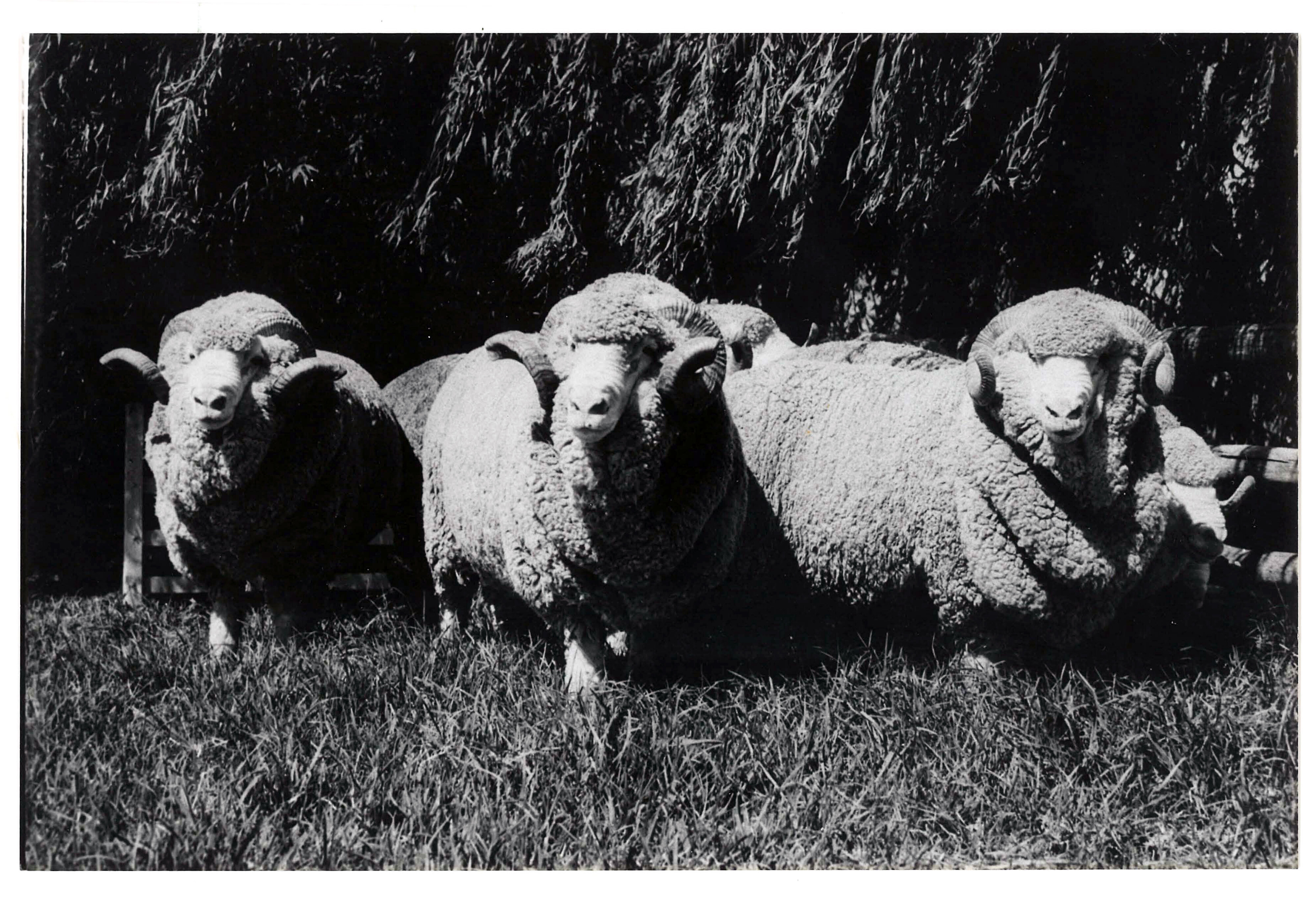 Not Described - Historical Photographs