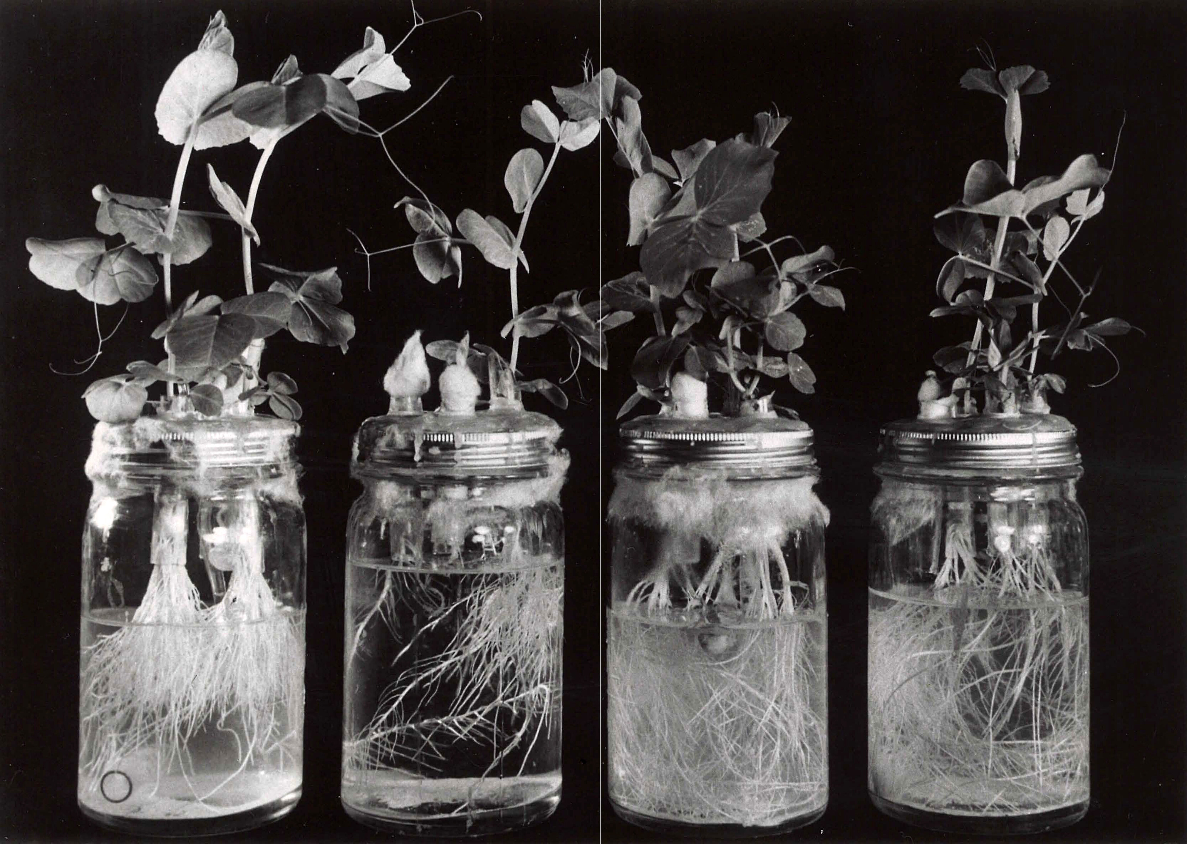 Historical Photographs