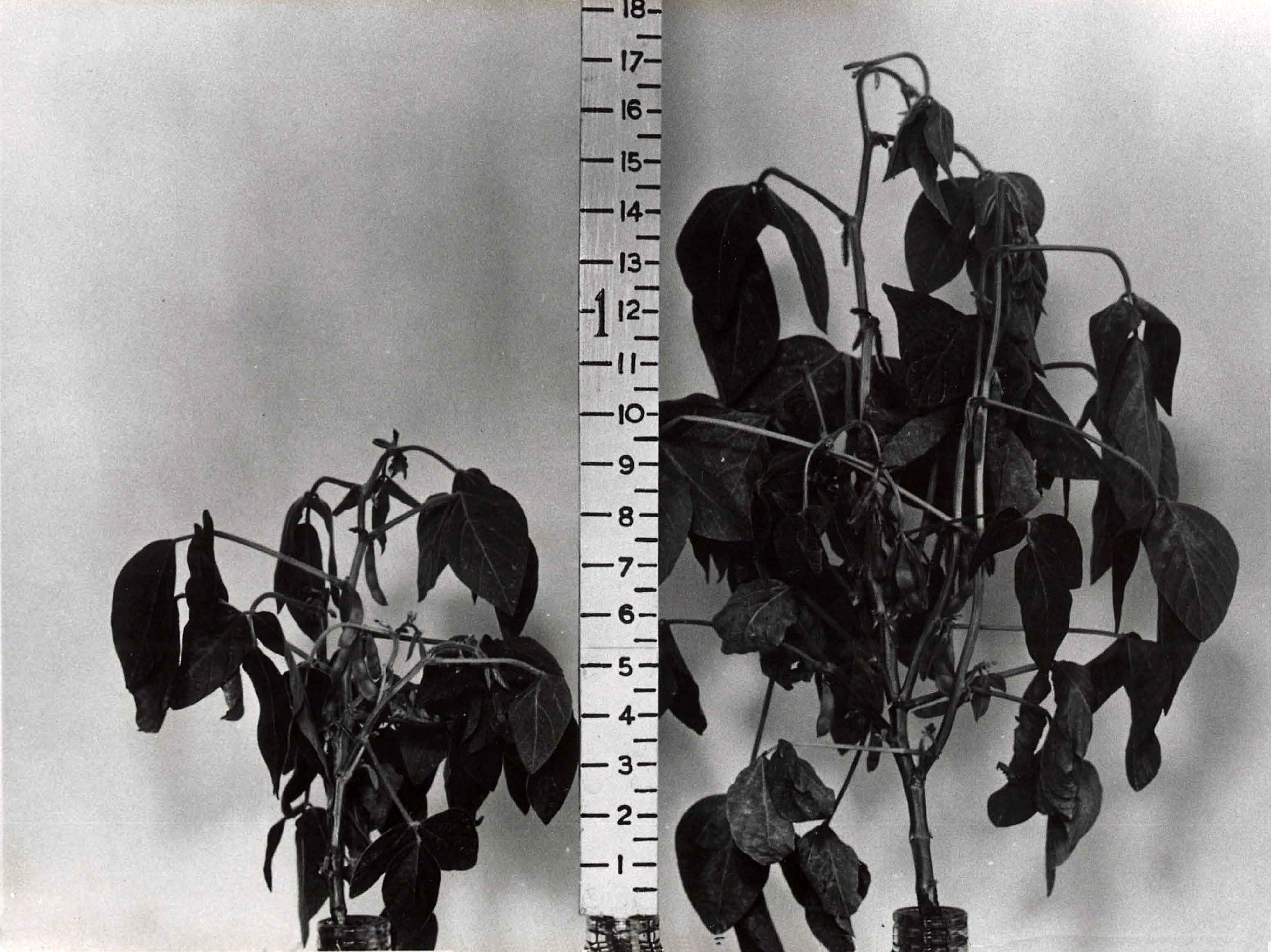 Historical Photographs