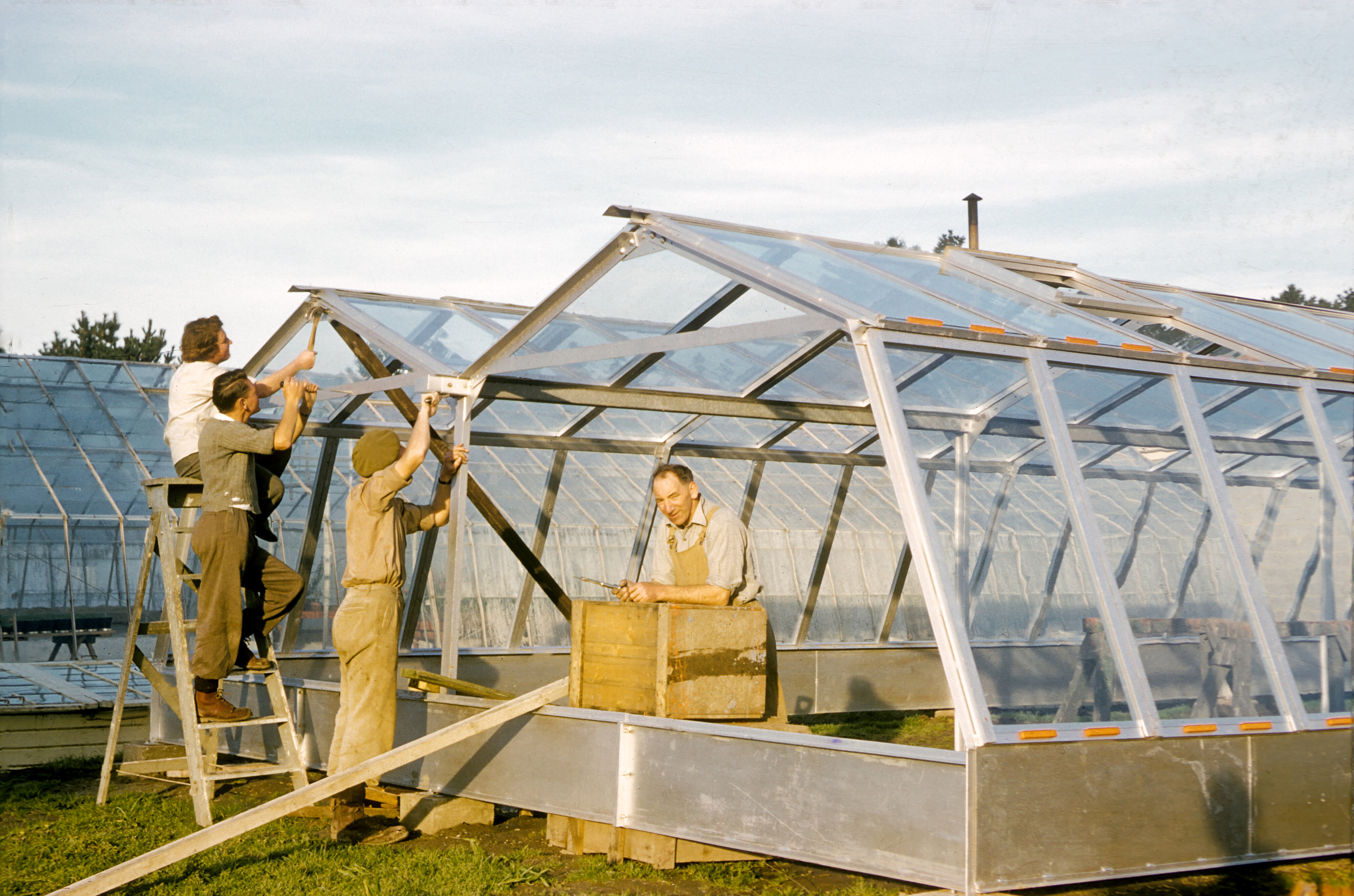 Construction of glasshouses, August 1956