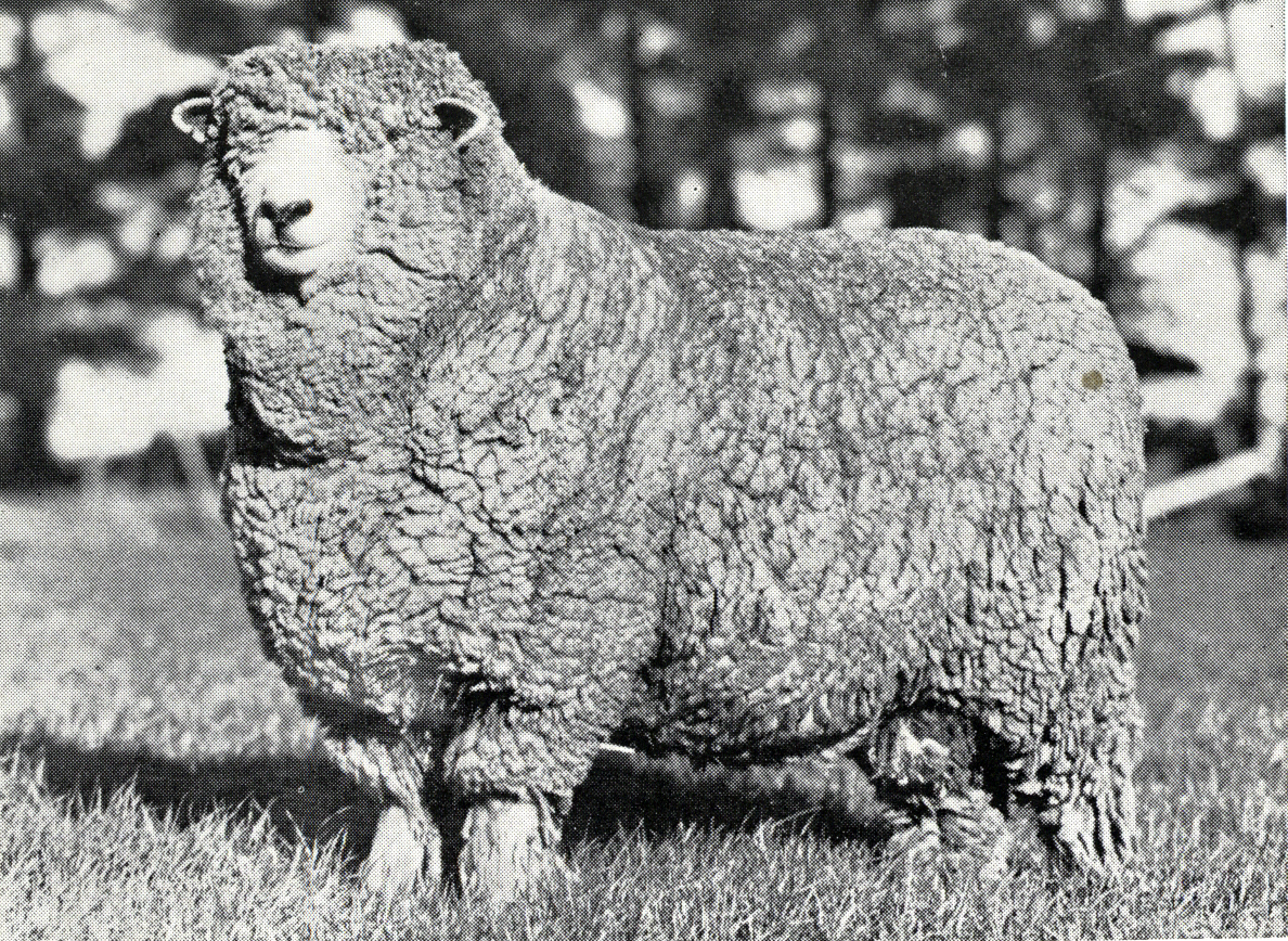 1948 J50 Corriedale ram exported to the Argentine