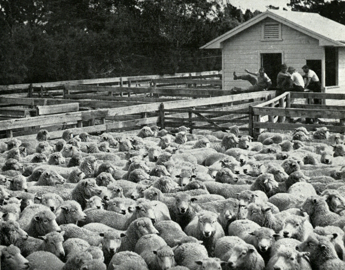 1949 Breed trials for fat lamb production