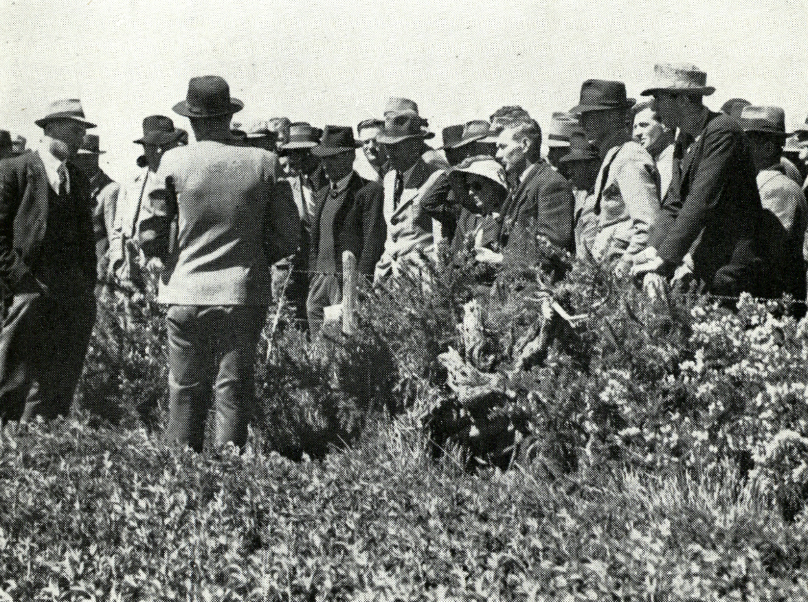 1949 Farmers inspect lucerne