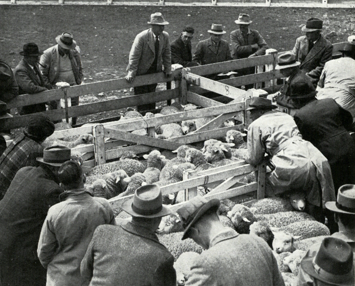 1949 Progeny Test lambs