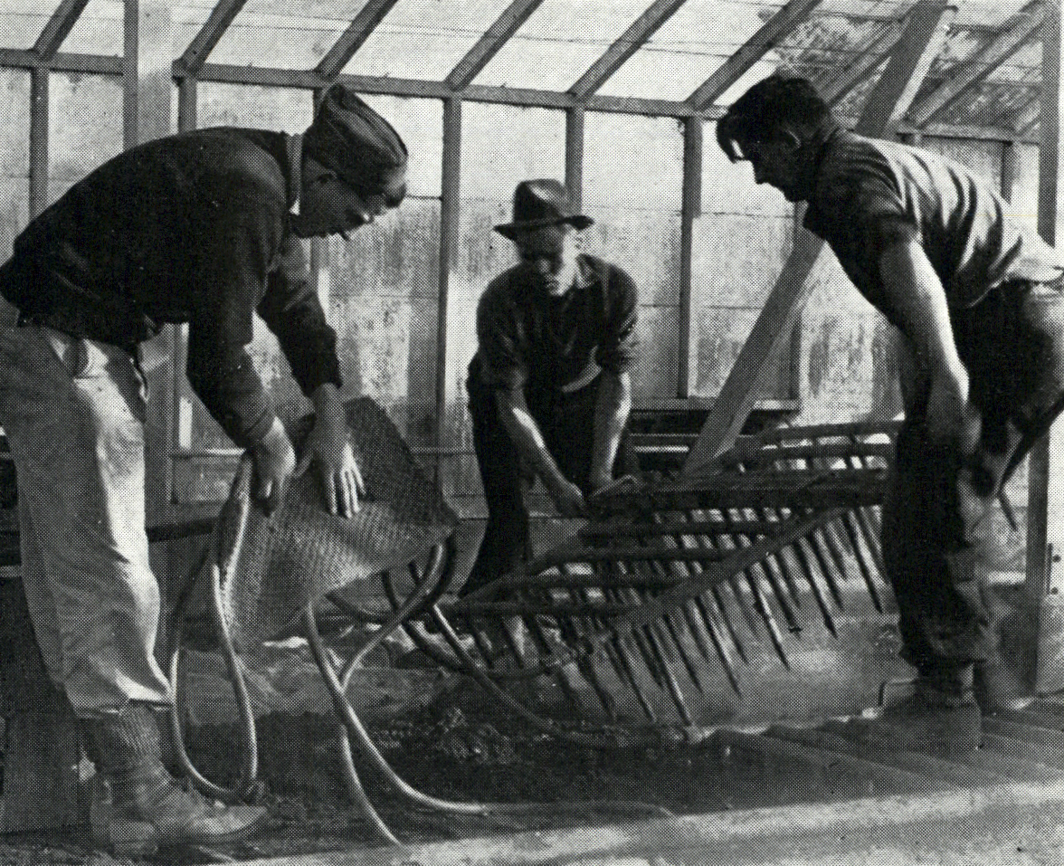 1949 Sterlising glass-house soil with steam