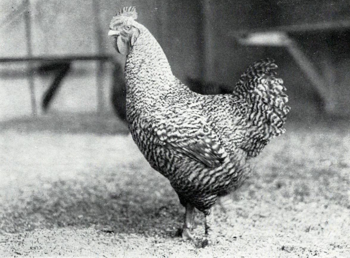 1951 North-Holland Blue