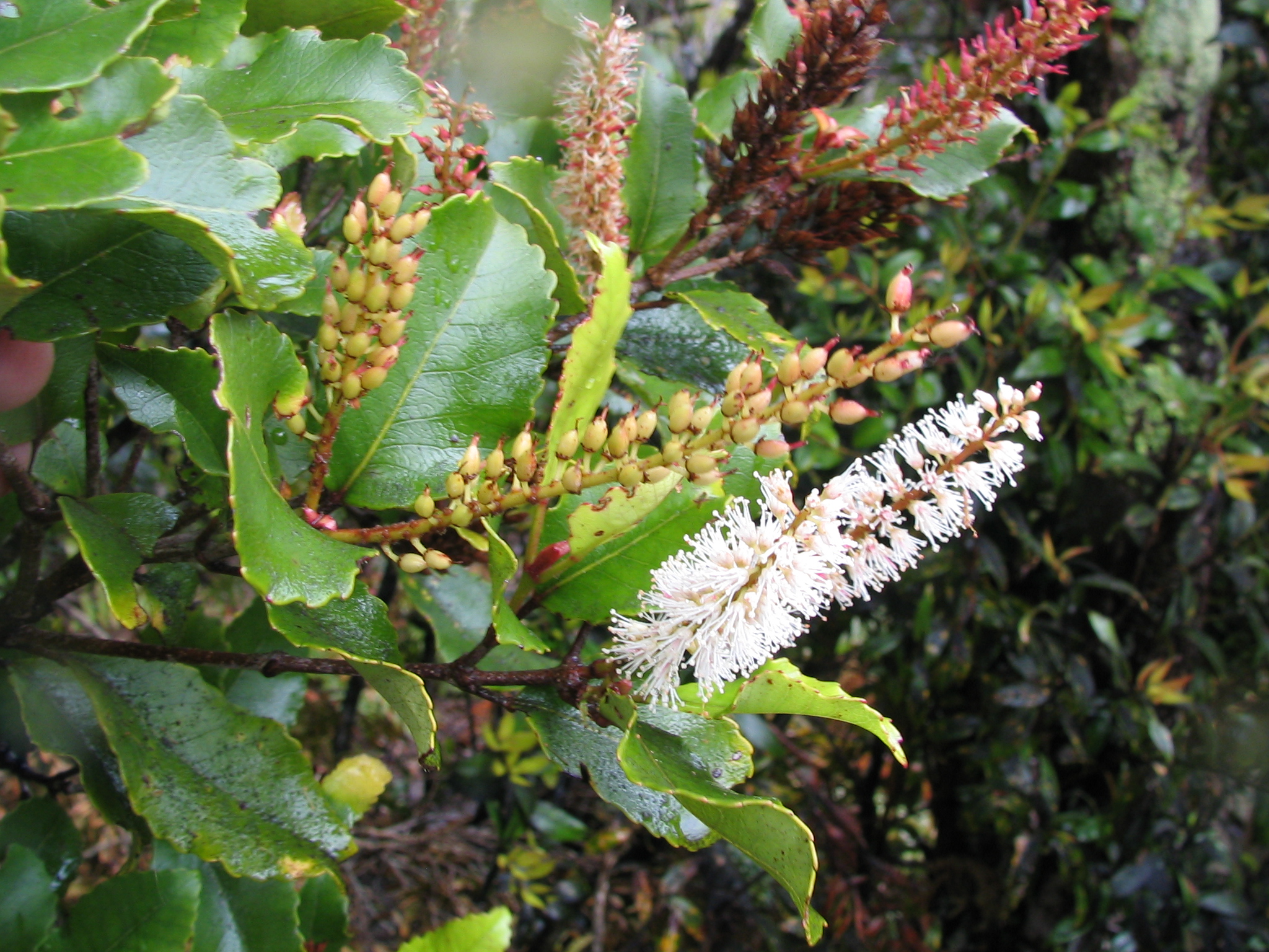Weinmannia racemosa