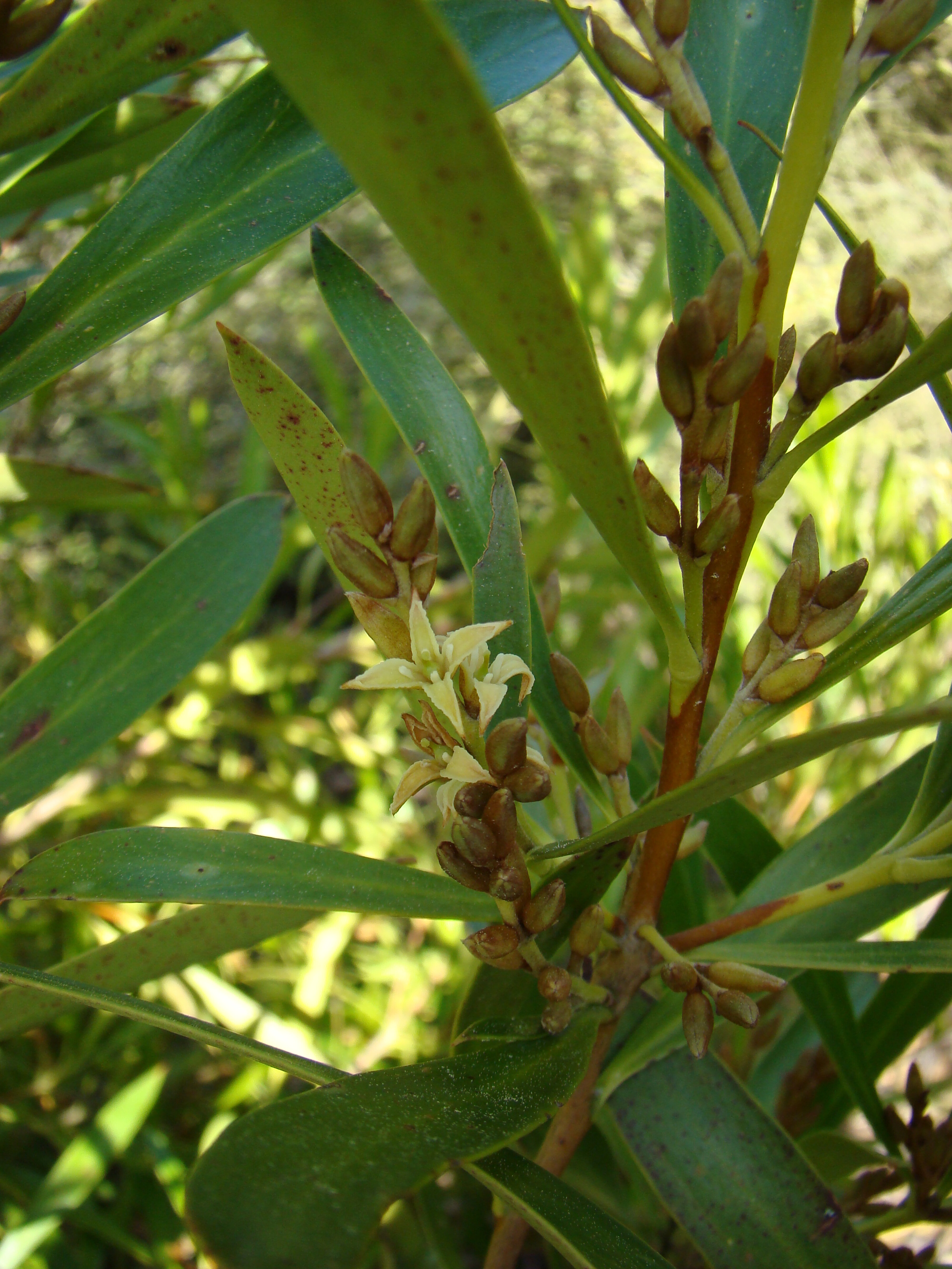 Toronia toru flowers