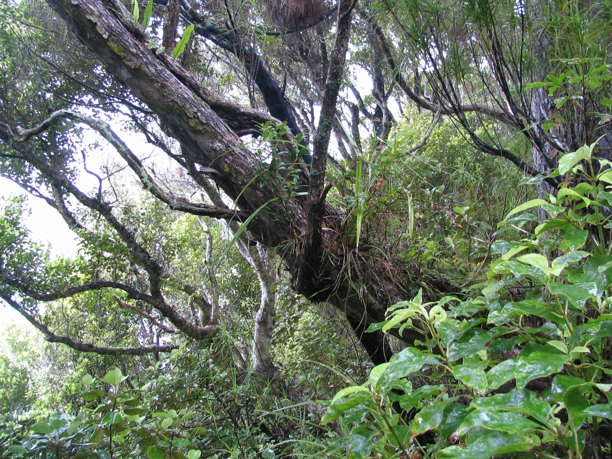 Epiphytes