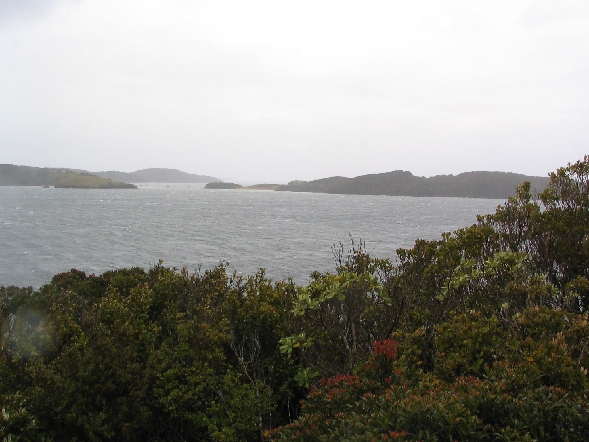 Ulva Island 10