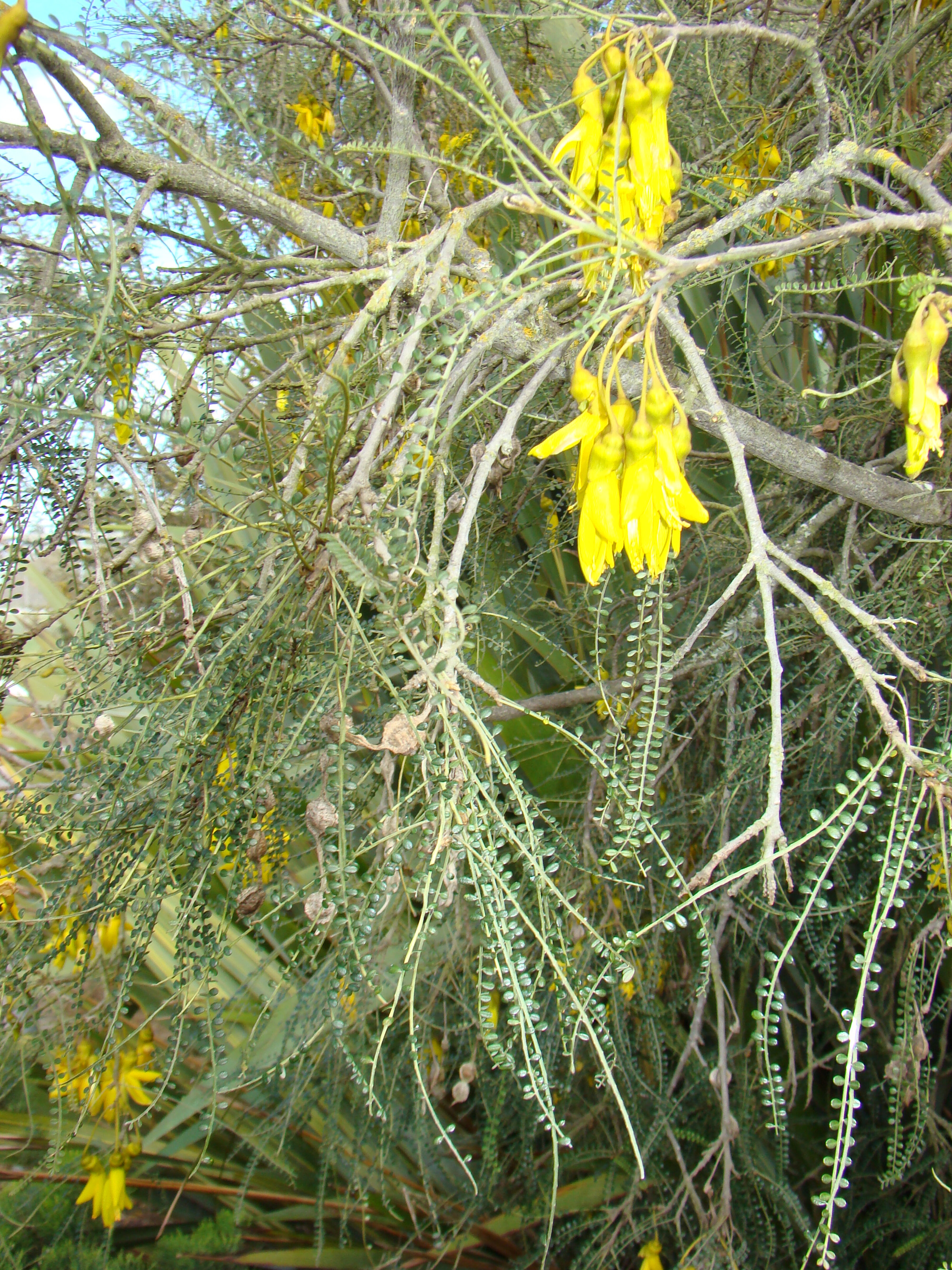 Sophora longicarinata 1