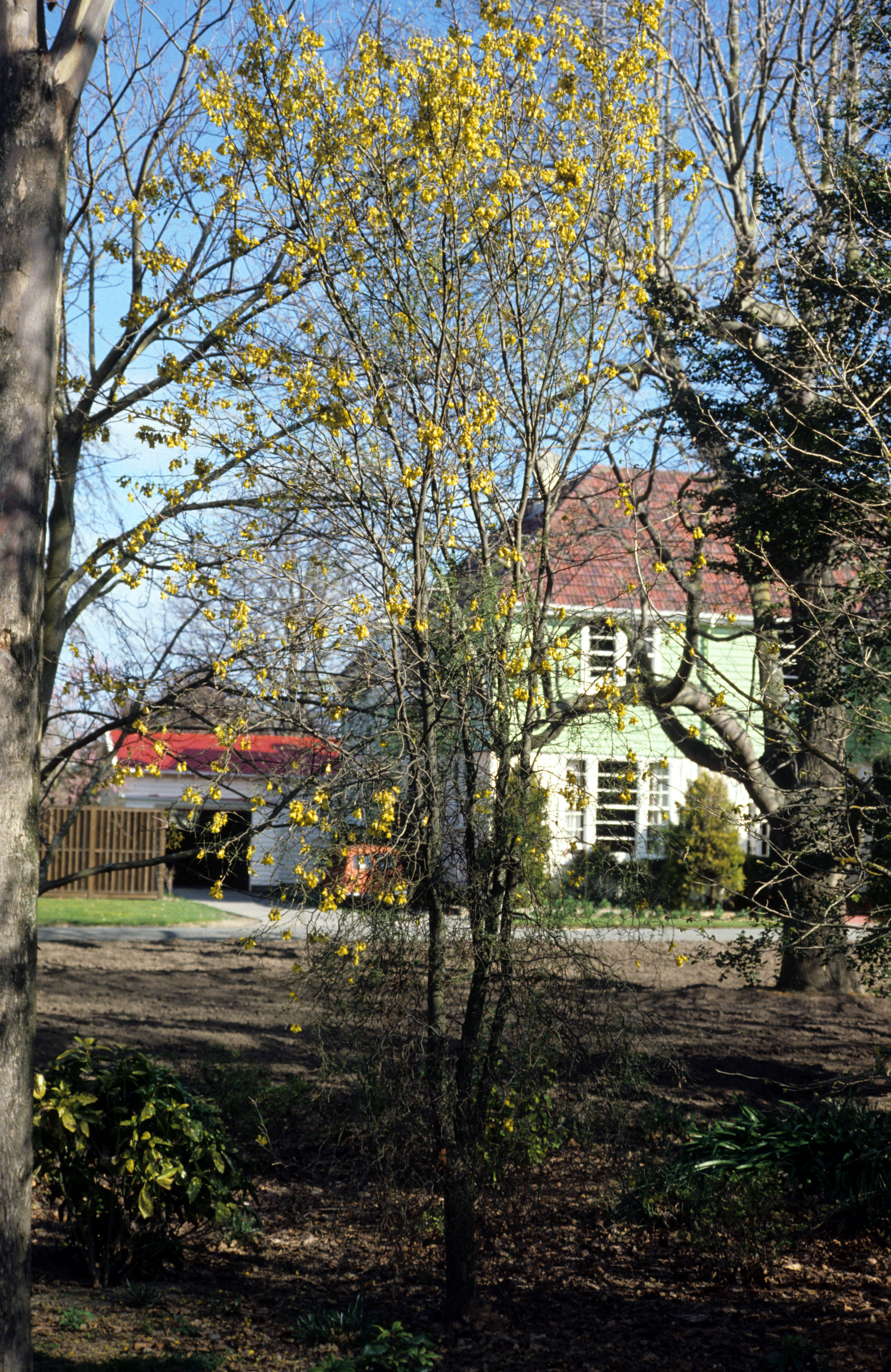 Sophora microphylla 1