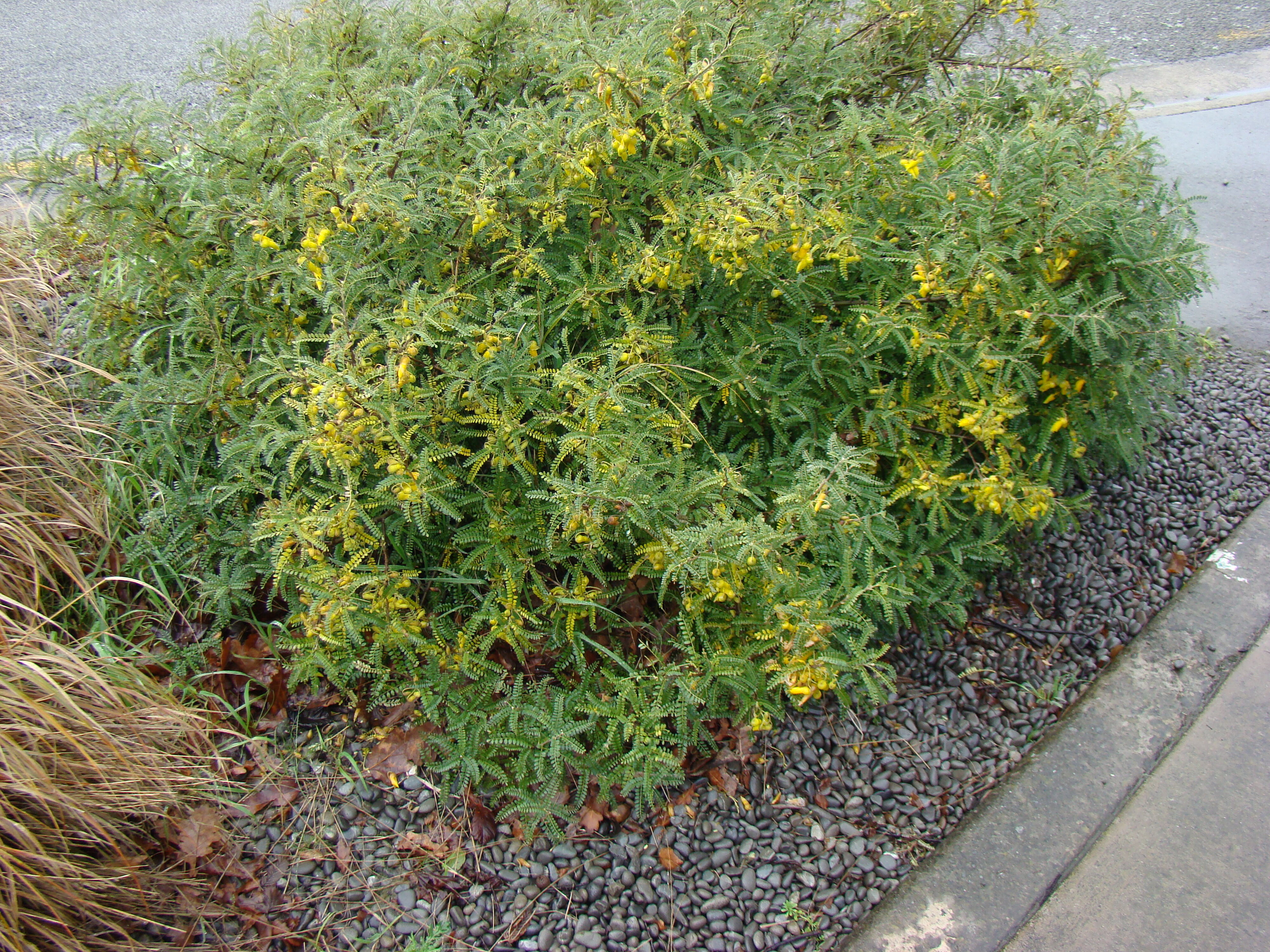 Sophora molloyi Dragons Gold 2