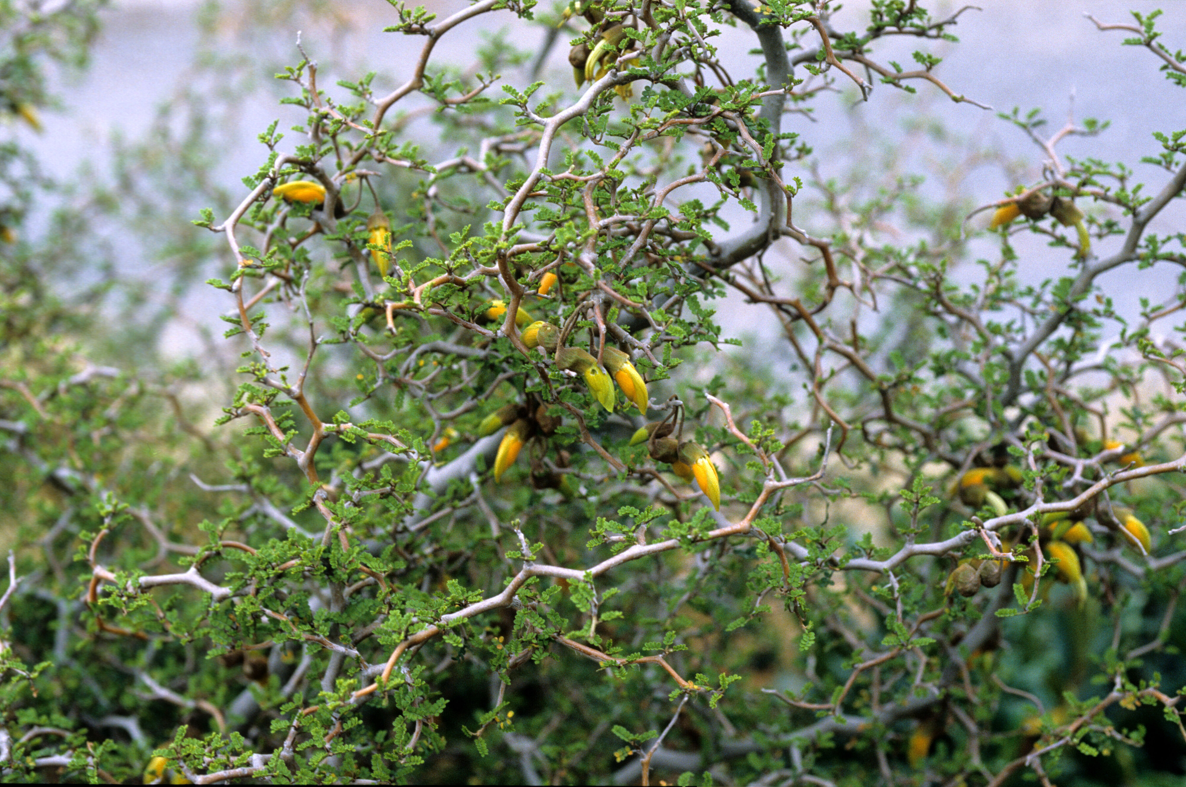 Sophora prostrata 1