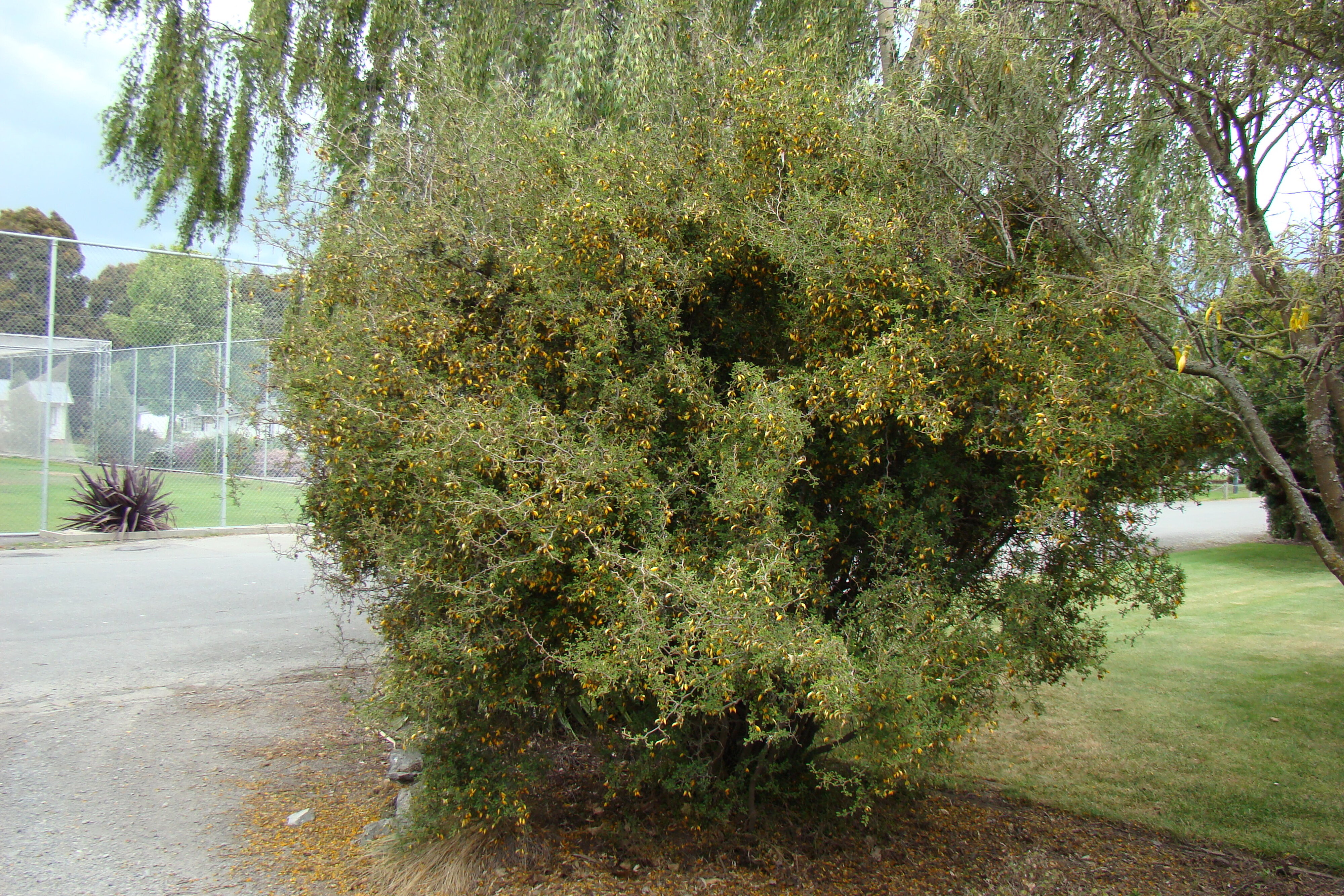 Sophora prostrata 2