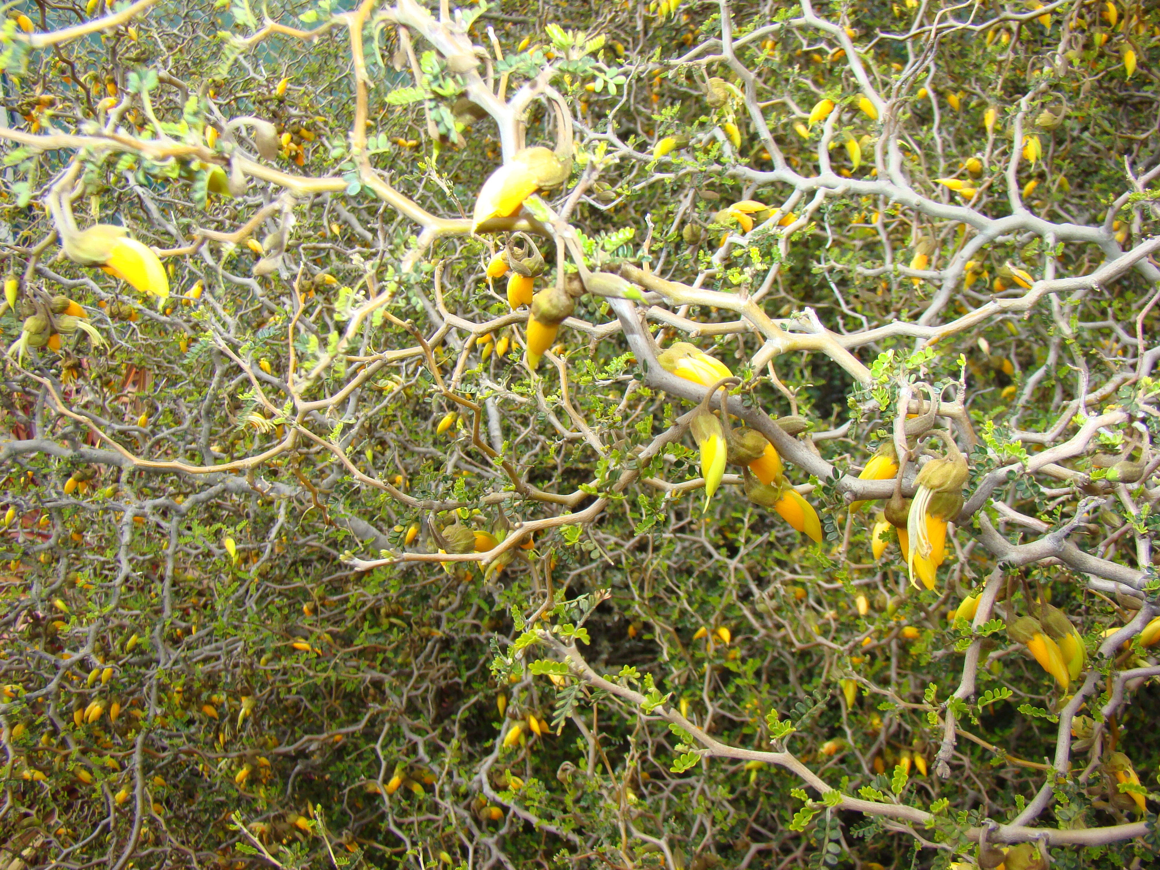 Sophora prostrata Little Baby