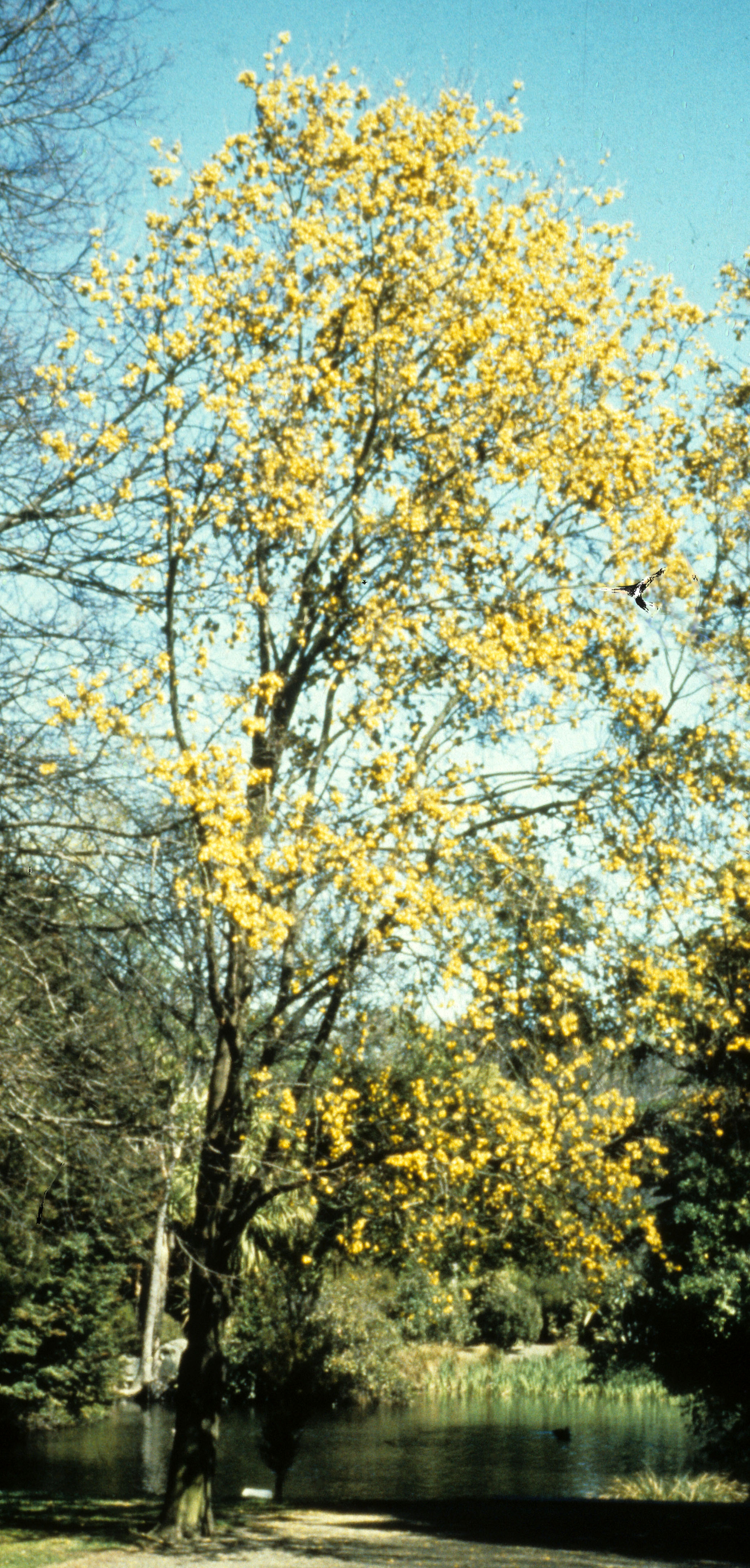 Sophora tetraptera 1