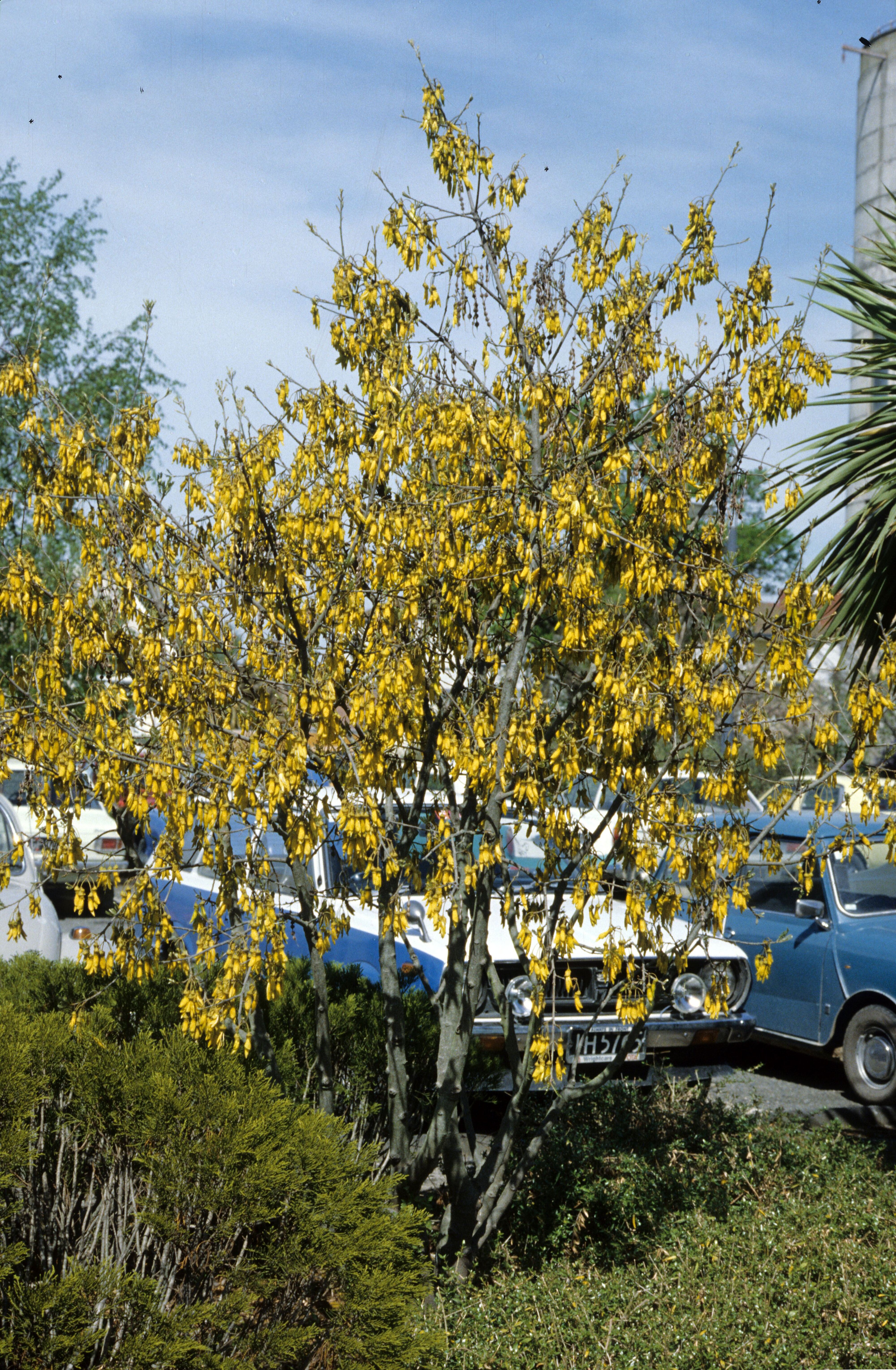 Sophora tetraptera 4