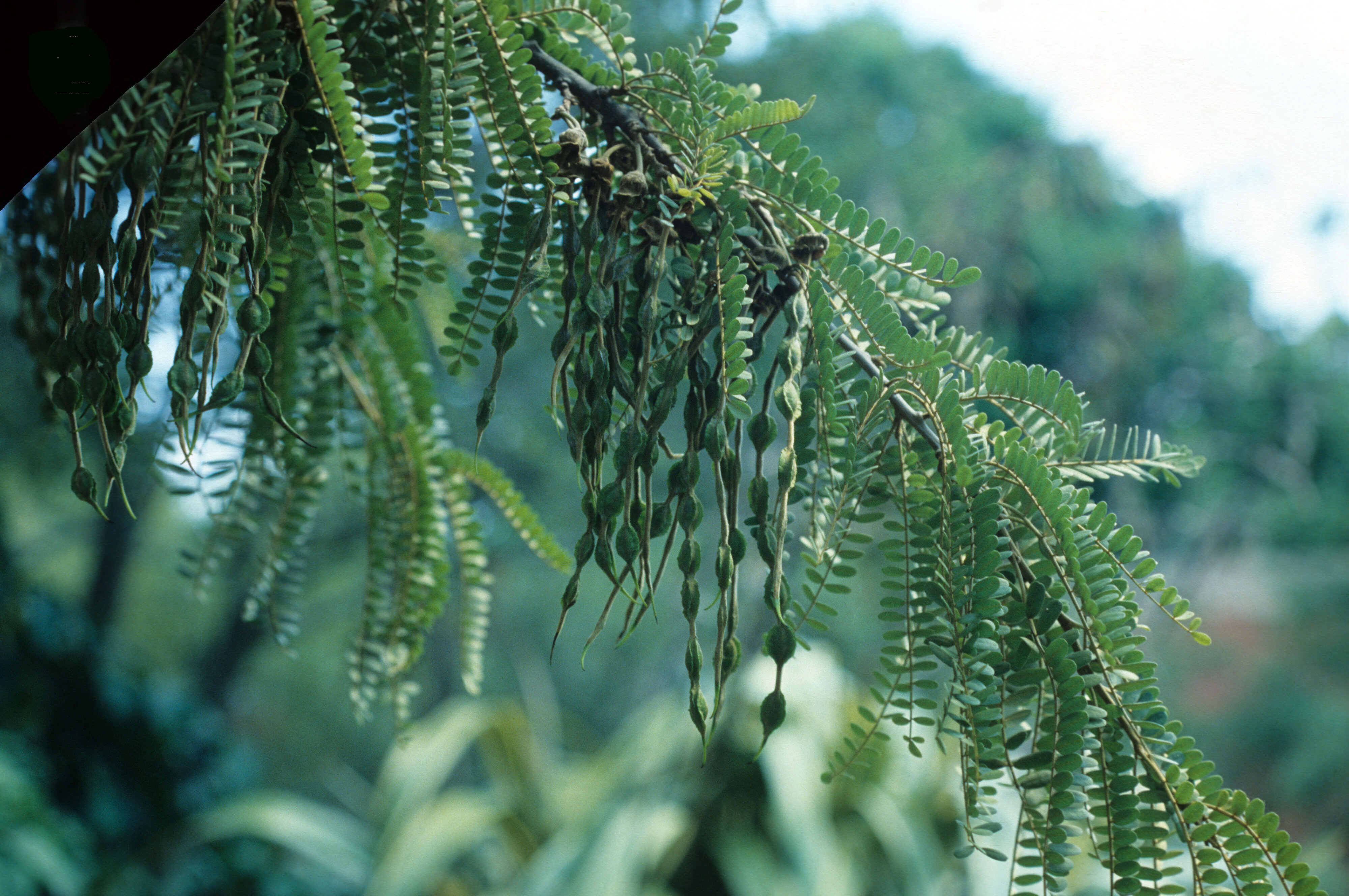 Sophora tetraptera 7