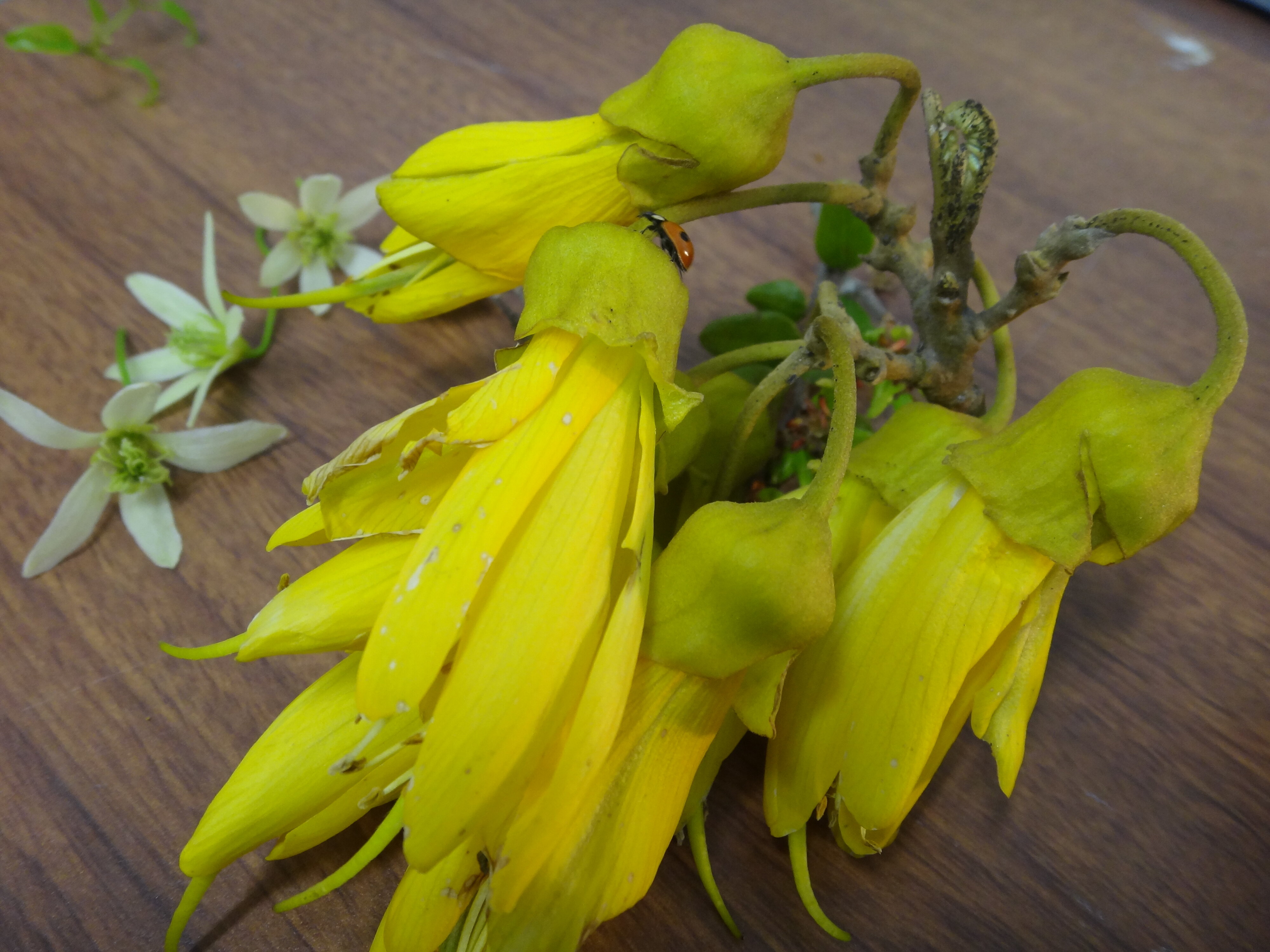 Sophora, black beech, ladybird, Clematis forsteri