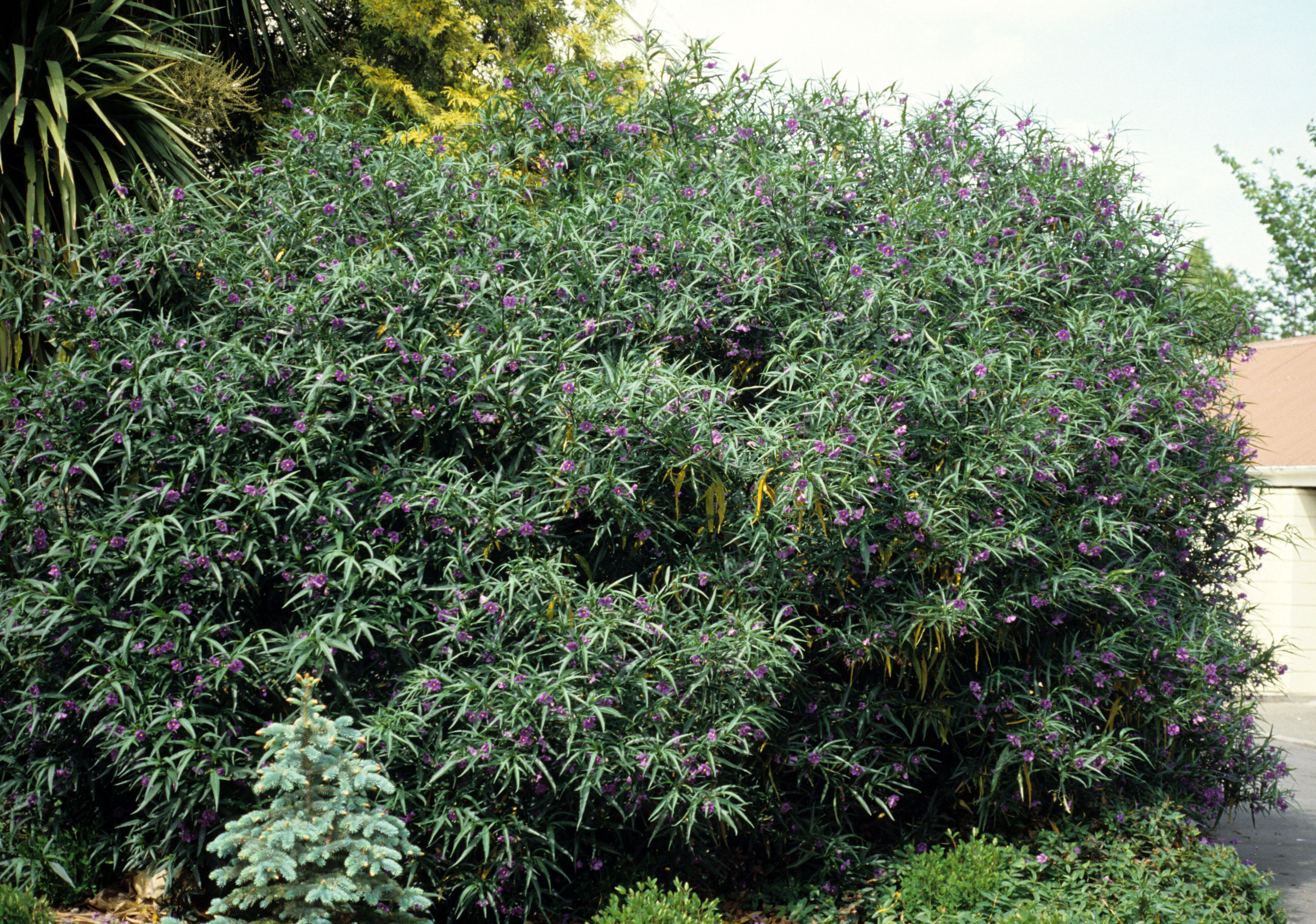 Solanum laciniatum 1