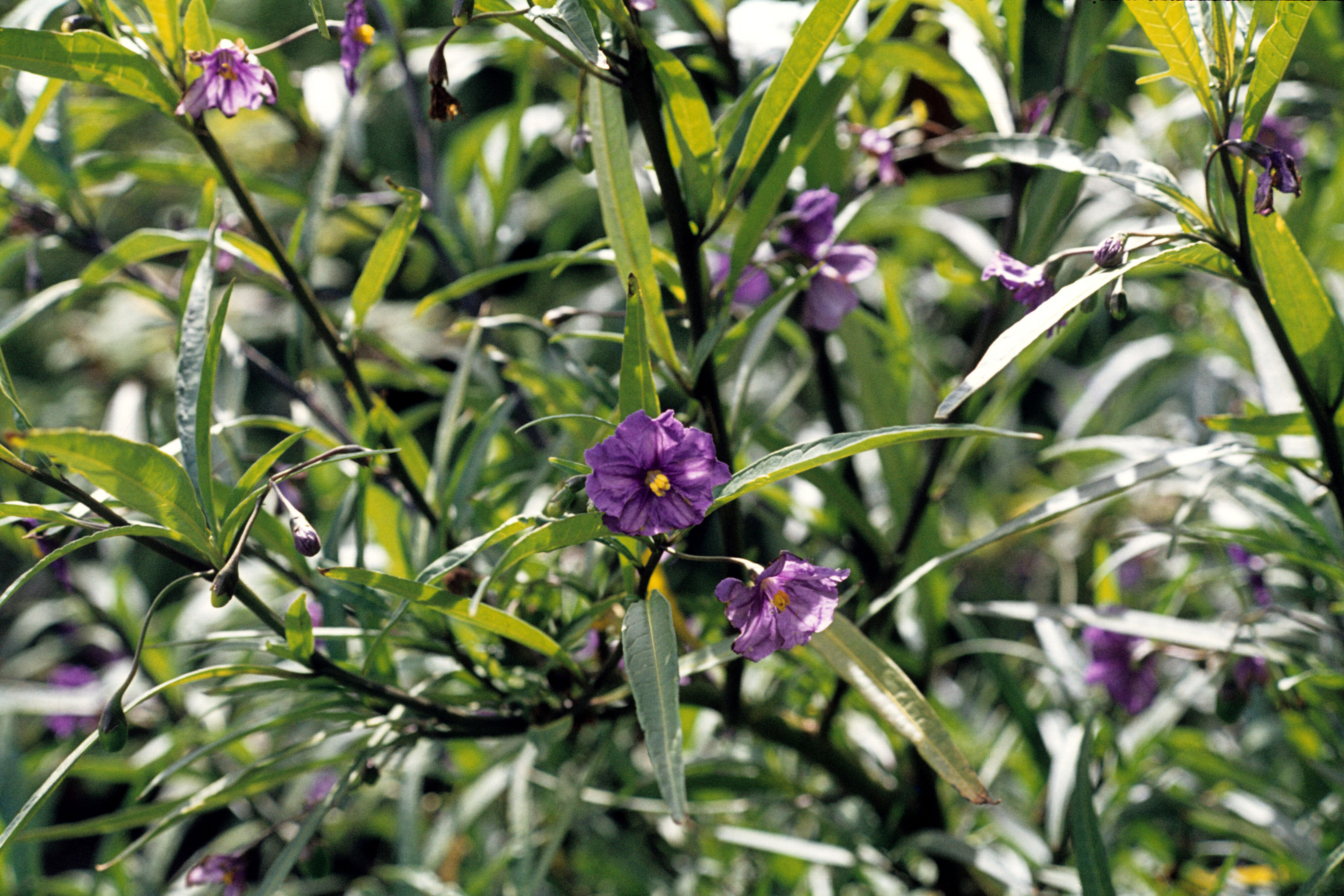 Solanum laciniatum 3