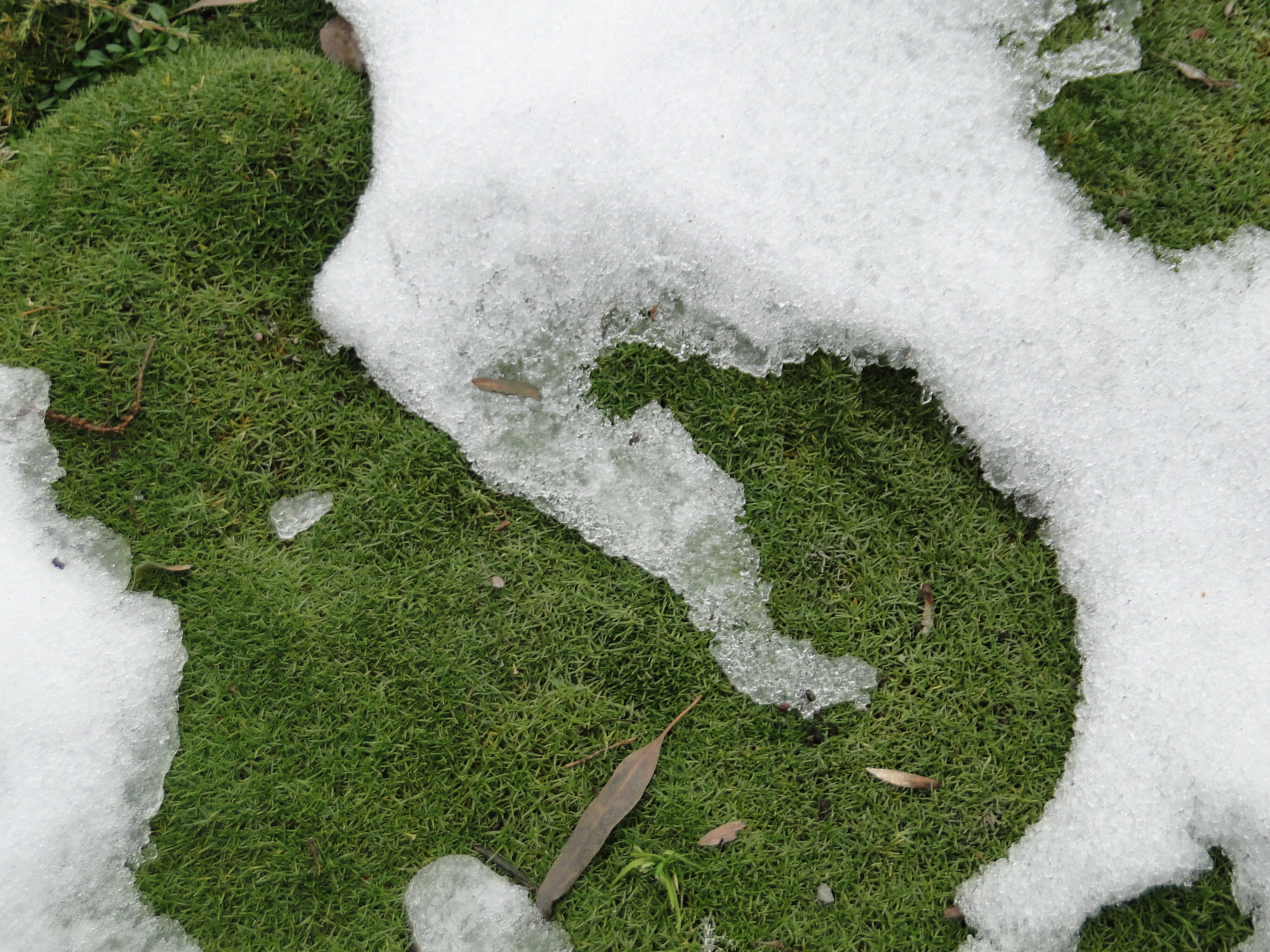 Scleranthus biflorus 1