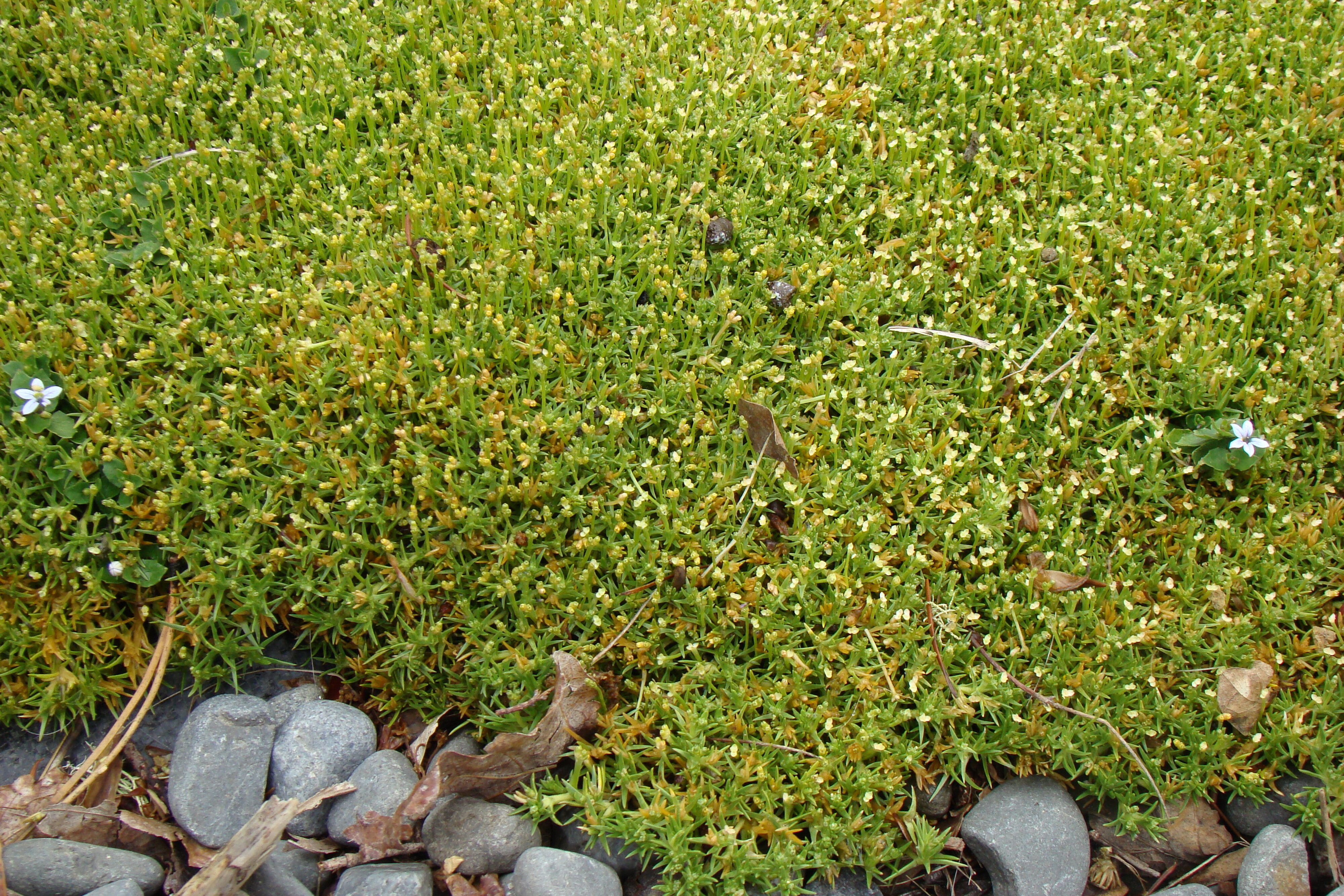 Scleranthus biflorus 2