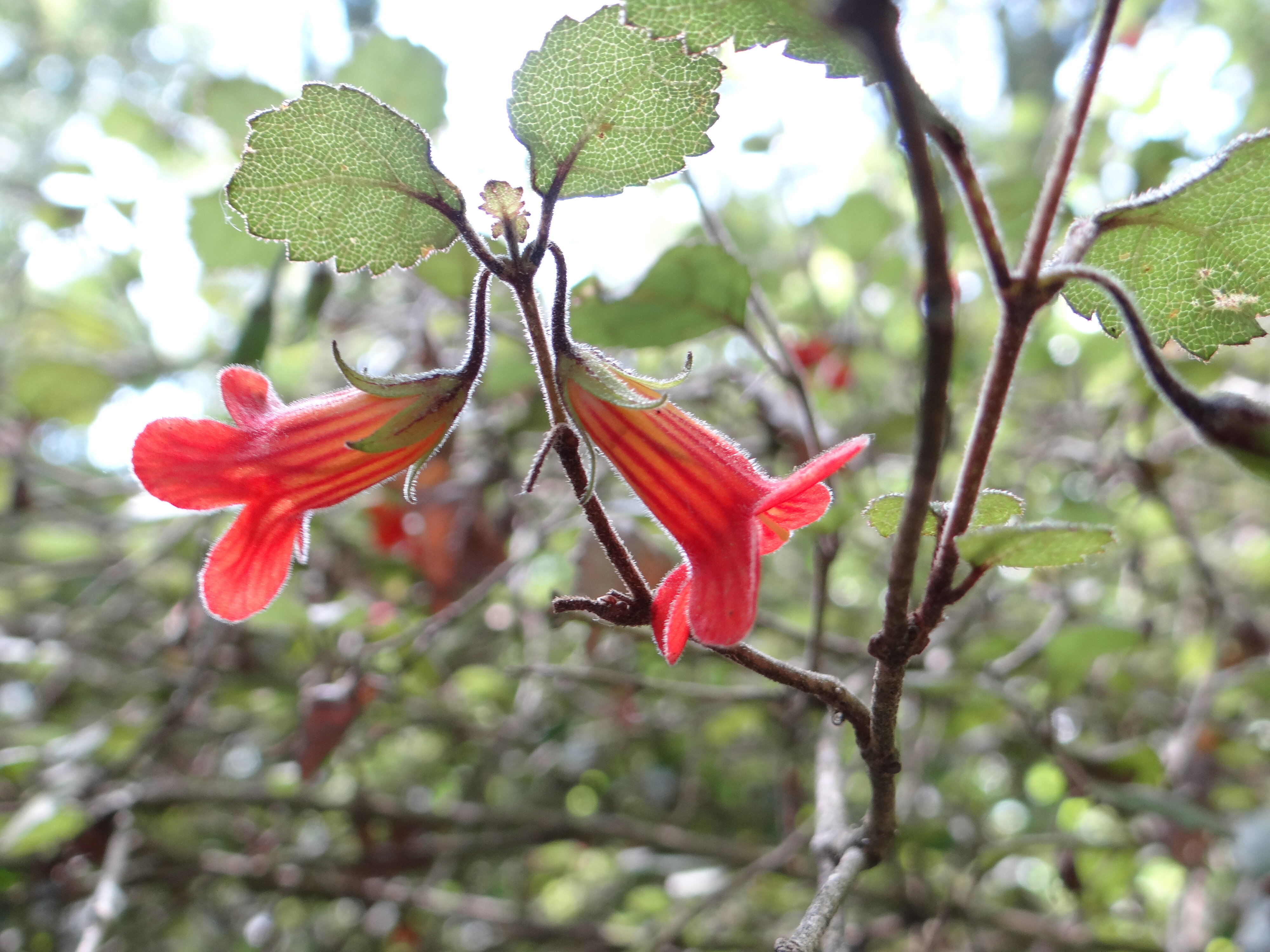 Rhabdomanthus solandri 1