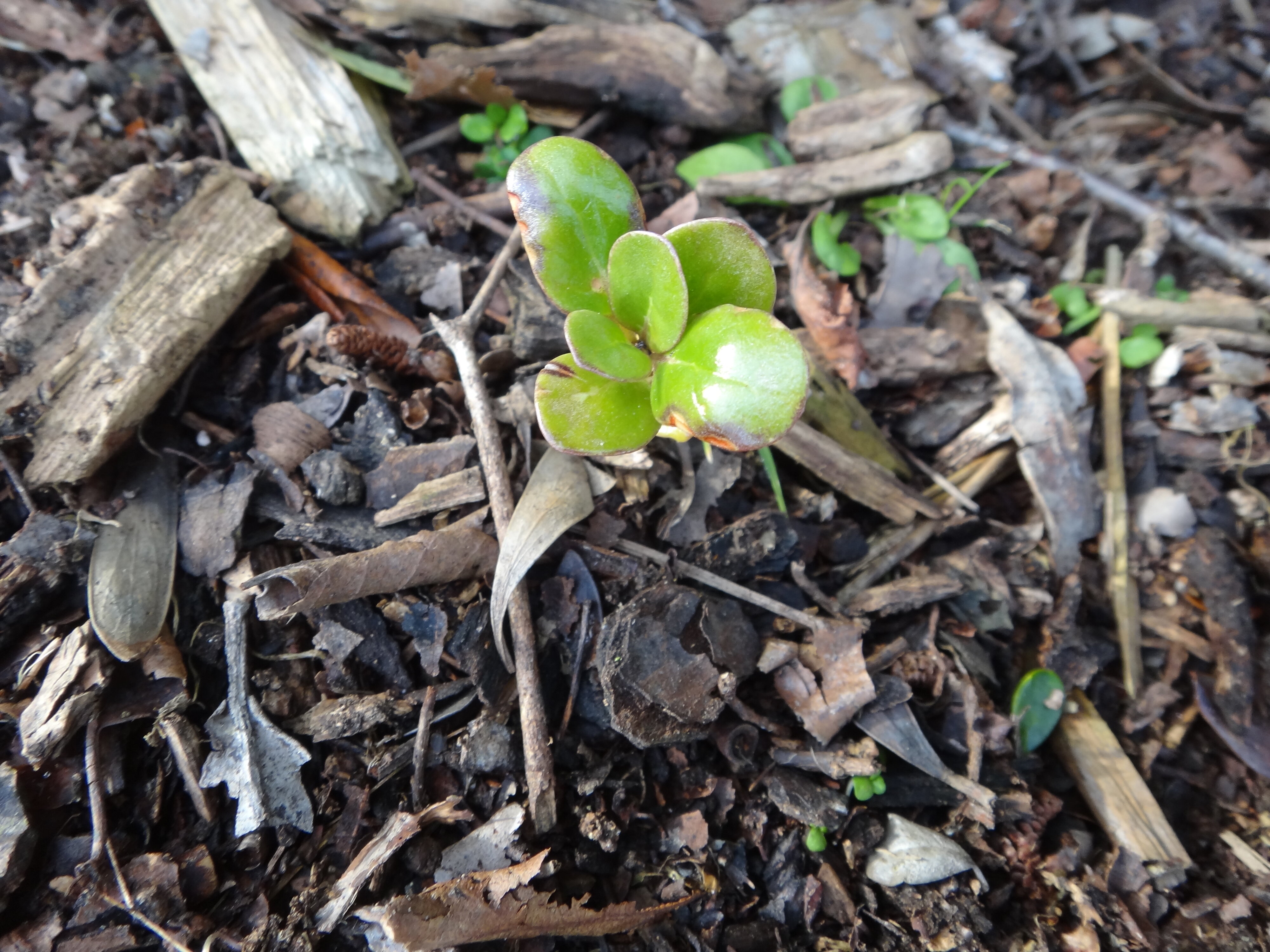 Revegetation Coposma seedling repens