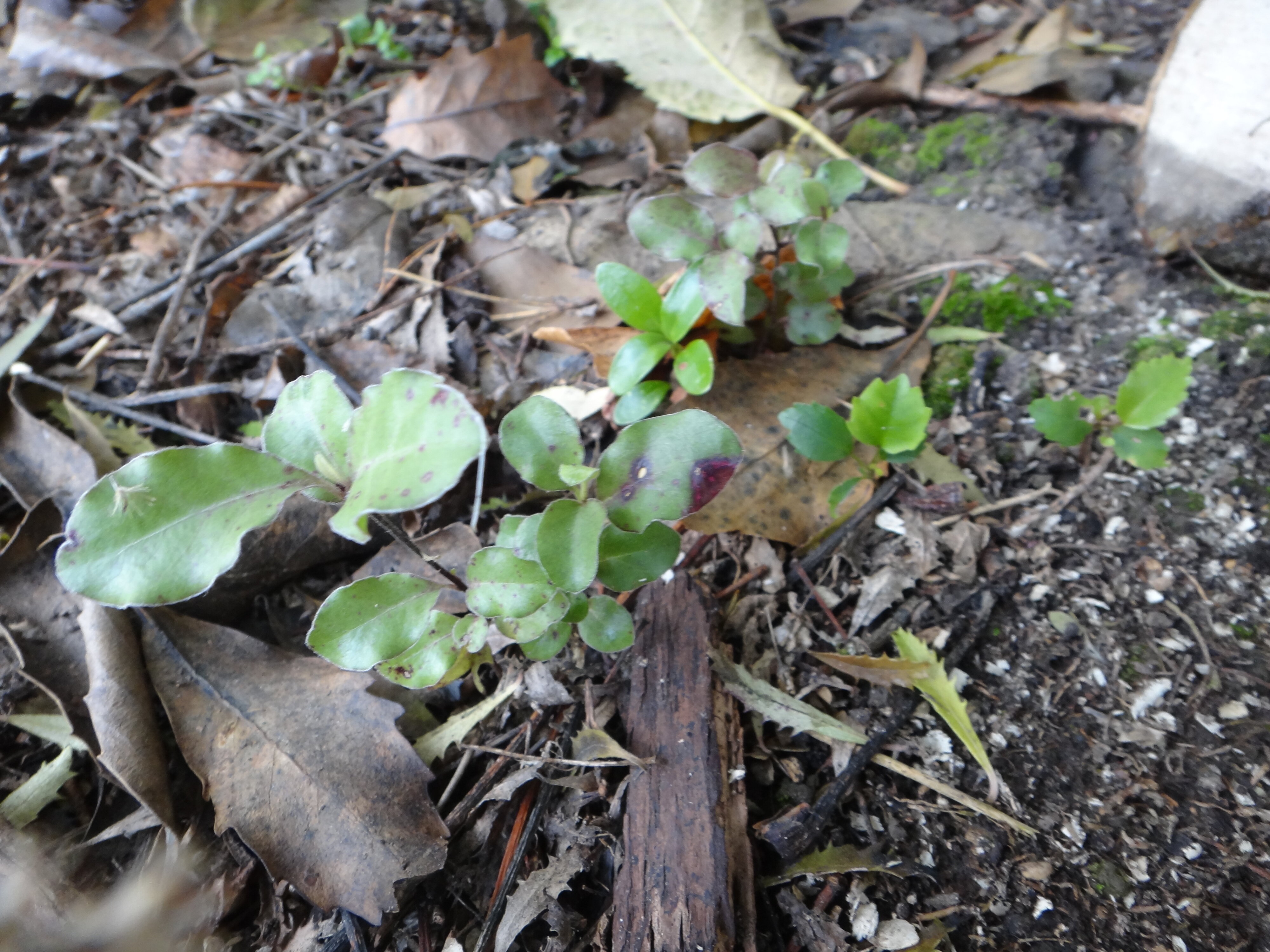 Revegetation Pittosporum, Coprosma,  Pseudopanax seedlings