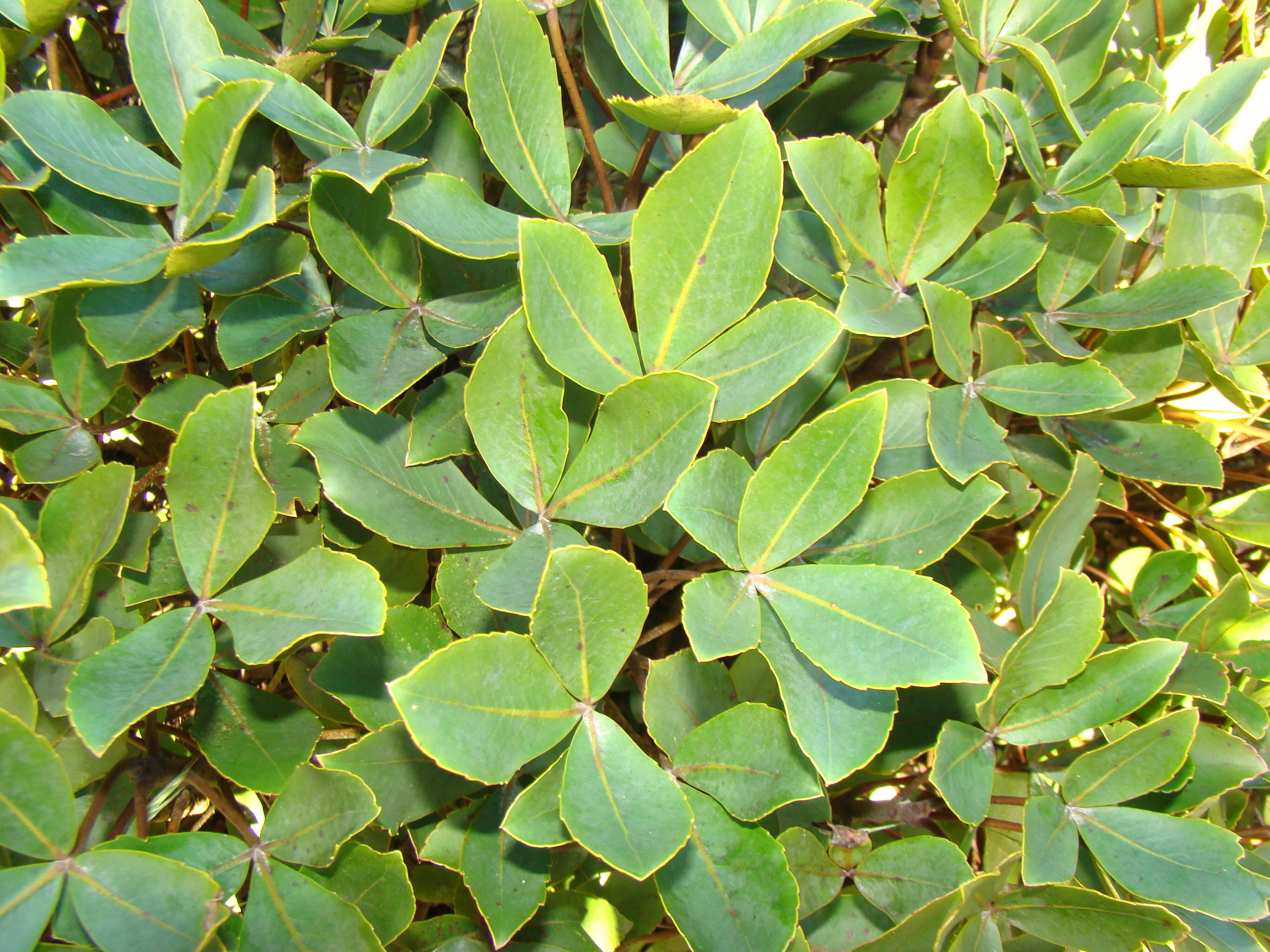 Raukura colensoi 2