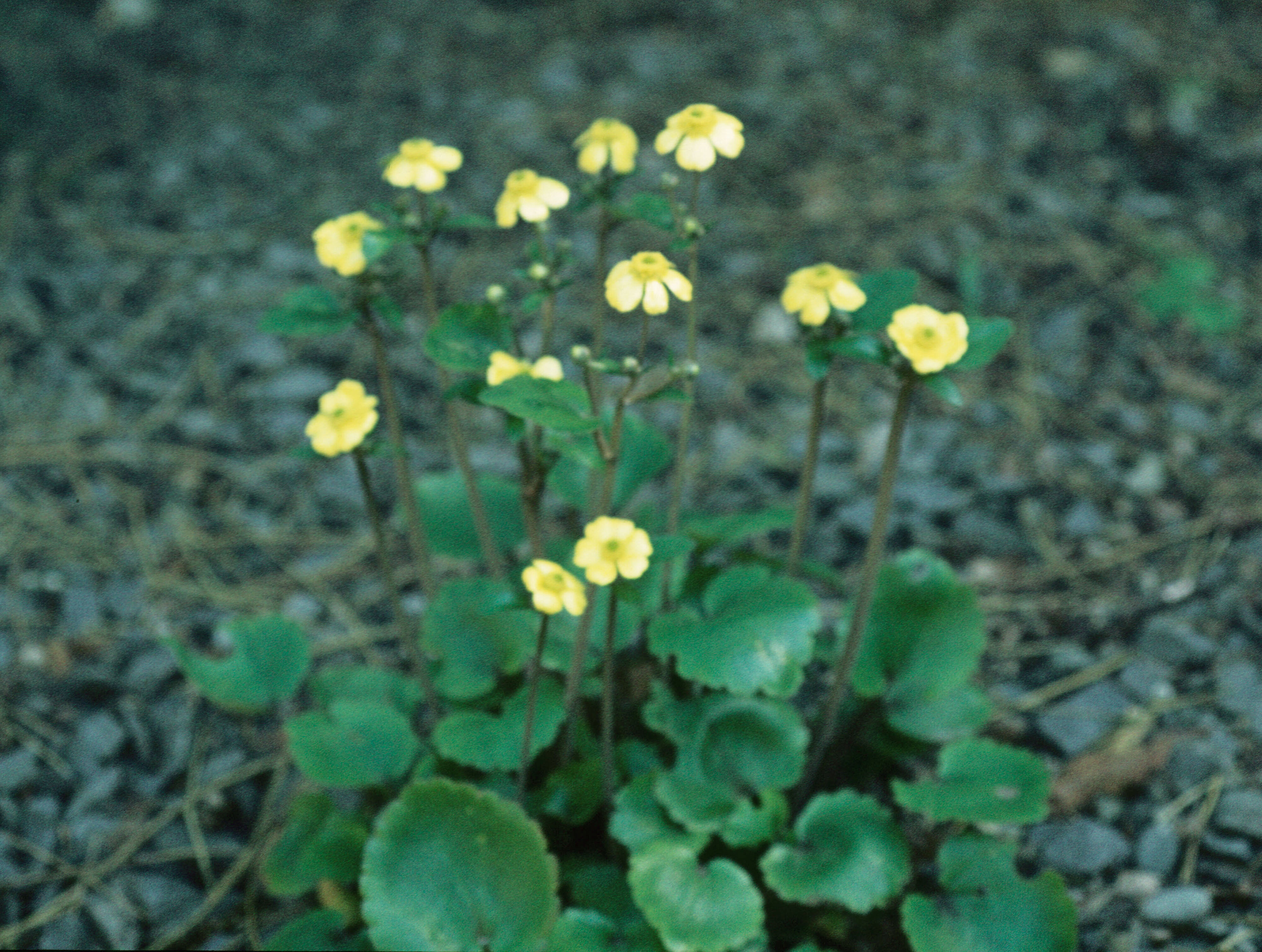 Ranunculus insignis
