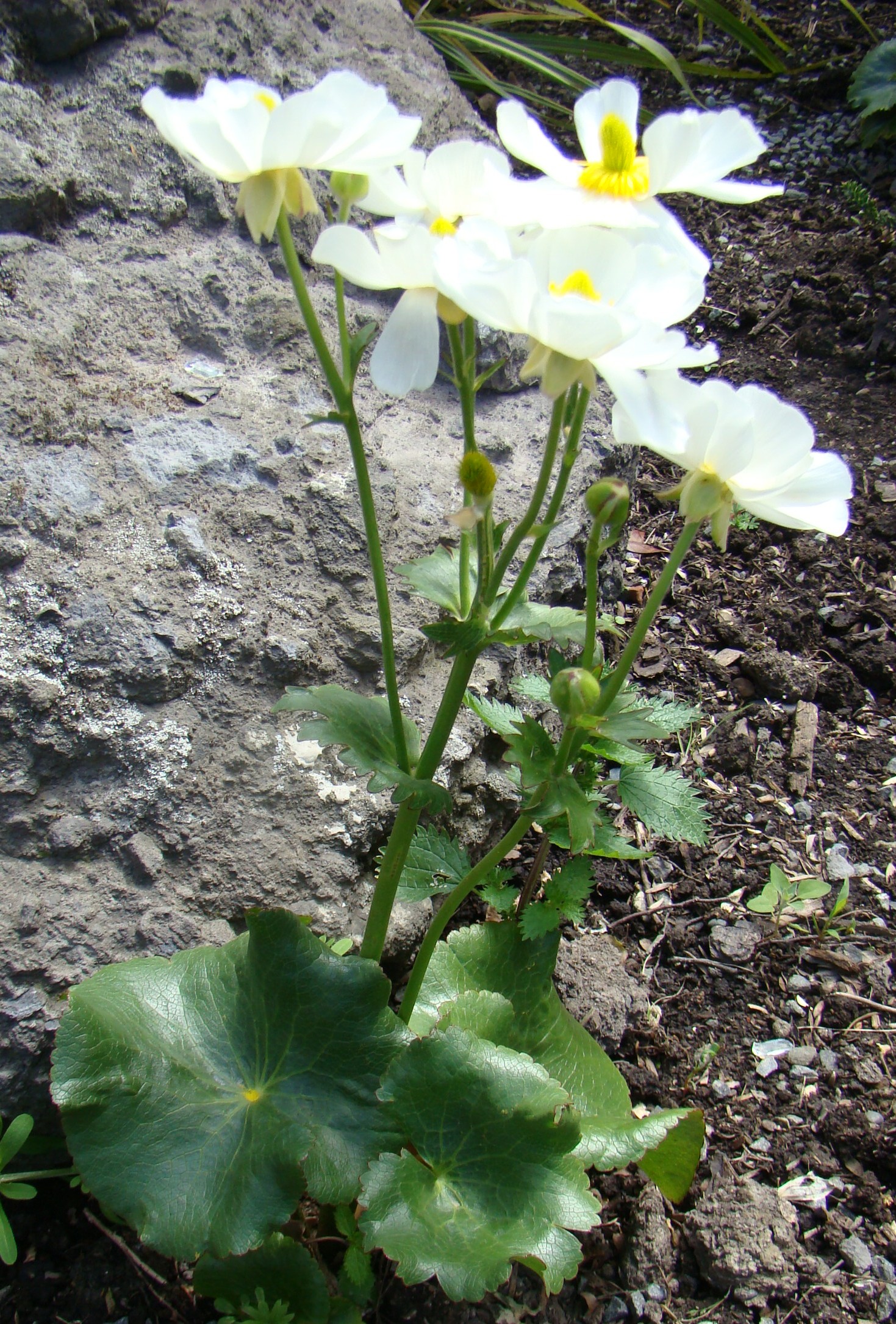 Ranunculus lyallii 1
