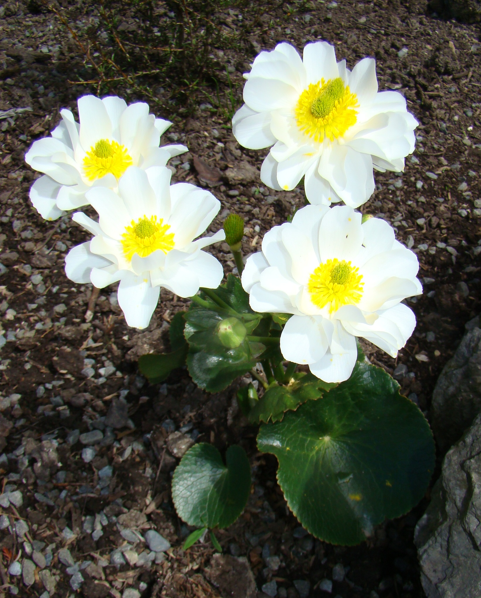 Ranunculus lyallii 2